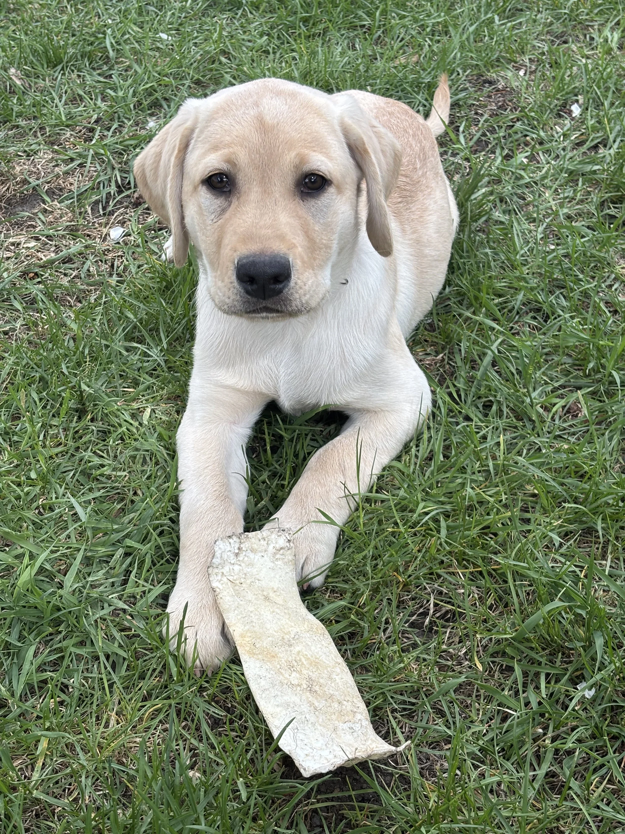 Yellow Labrador Retriever assistance dog puppy resting on grass with a bone.