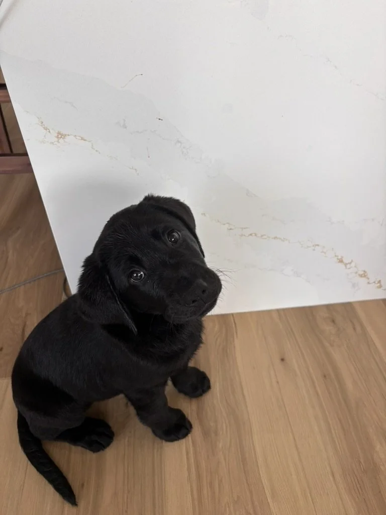 Young black Labrador Retriever puppy developing confidence in a home environment as part of the IAAD assistance dog program.