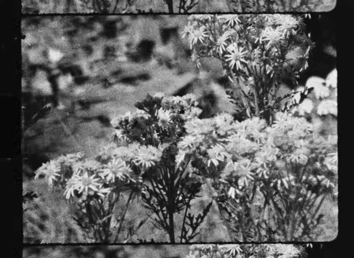 Louie Haslam-Chance - The Woods at the Bottom of my Street