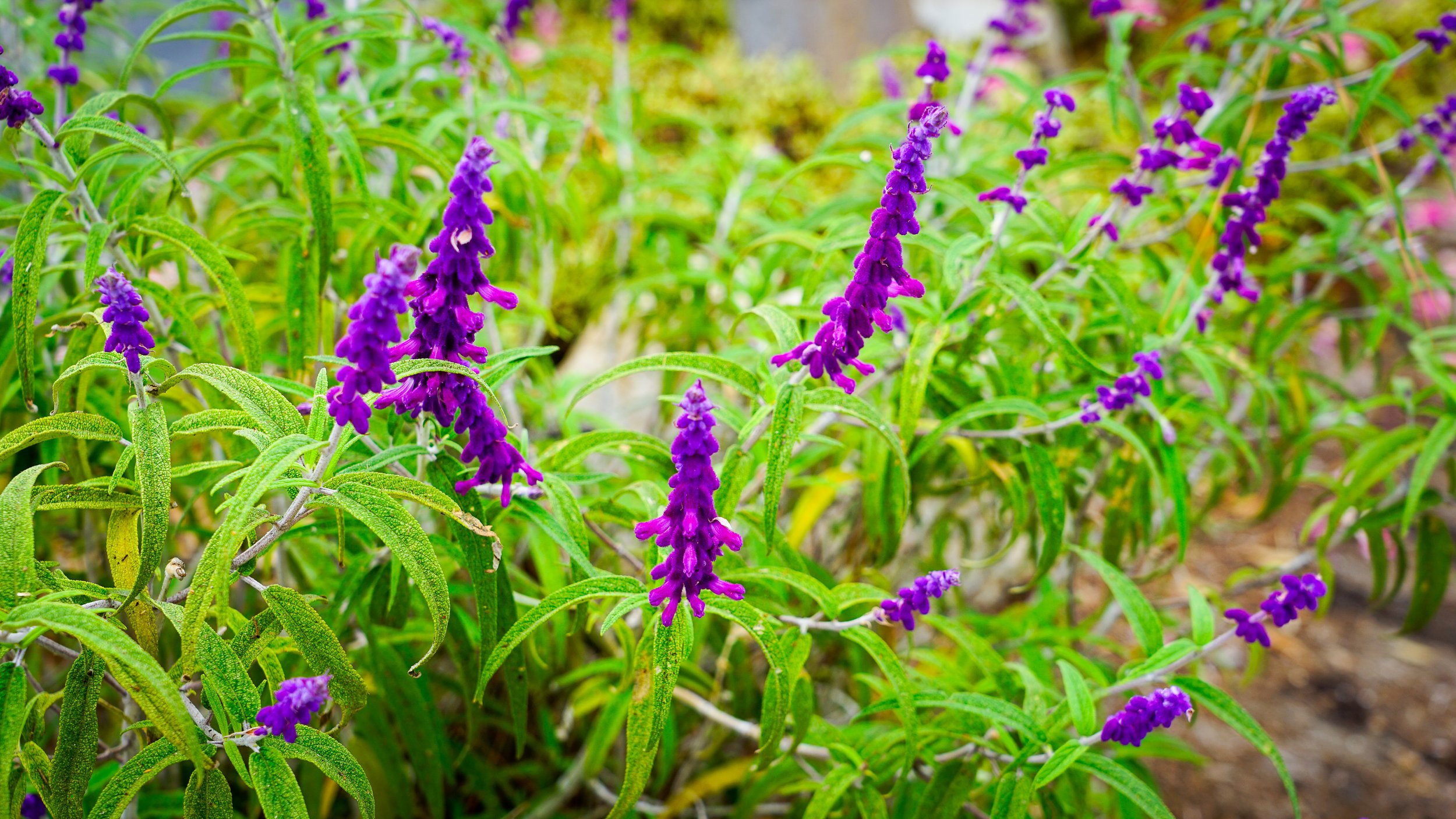 _DSC3565.jpg