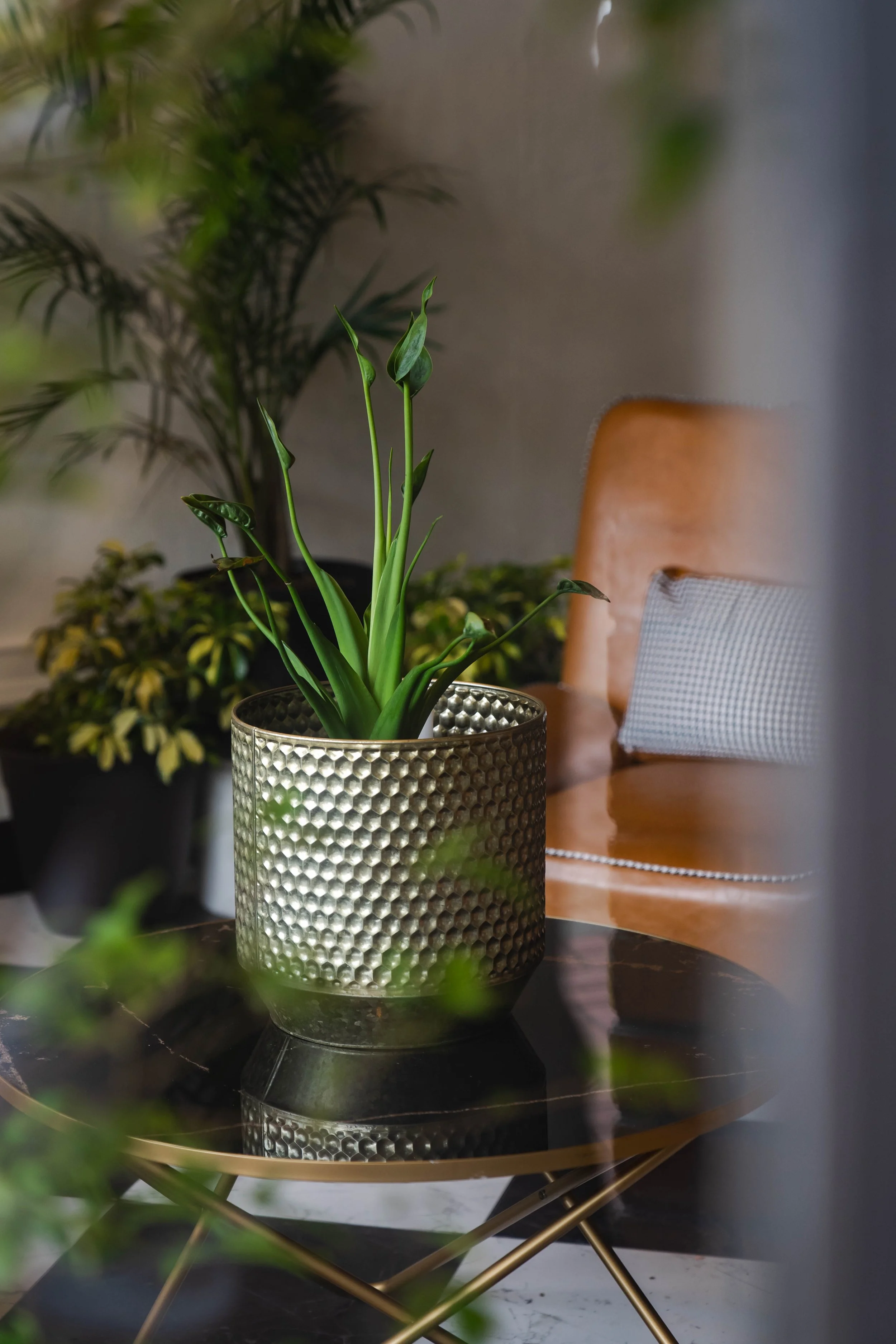 Close-up view of a decorative metallic planter with a green plant, reflecting on a black round table, with a blurred living room chair and other plants in the background.