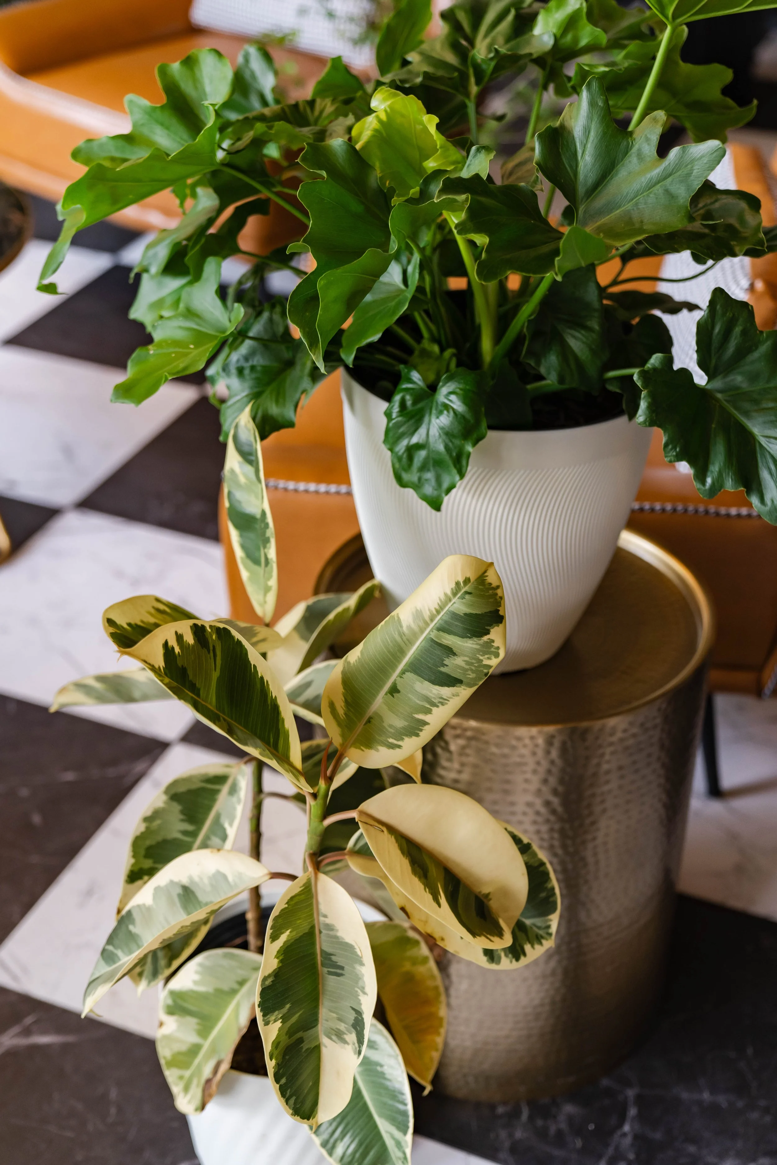 Close-up of a houseplant with dark green and variegated leaves in a white pot on a table.