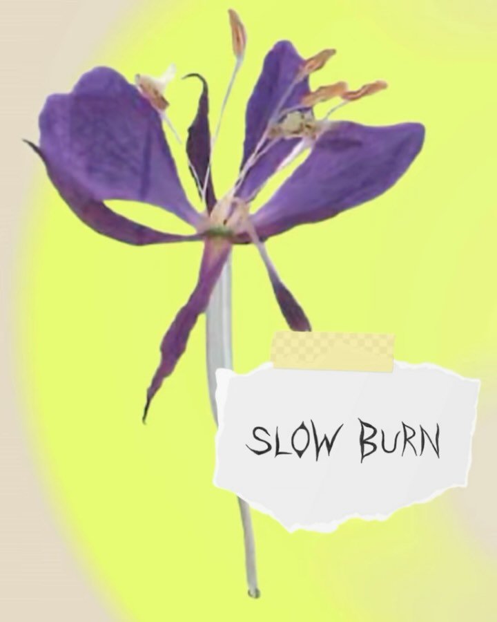 Sharing a slow burn 🔥 

www.holding-ground.ca

This Fieldhouse is spending a prolonged initial period building our roots and soil in this 3-6 year residency at Pandora Park - it may appear quiet and disjointed at first but this is also a measure of 