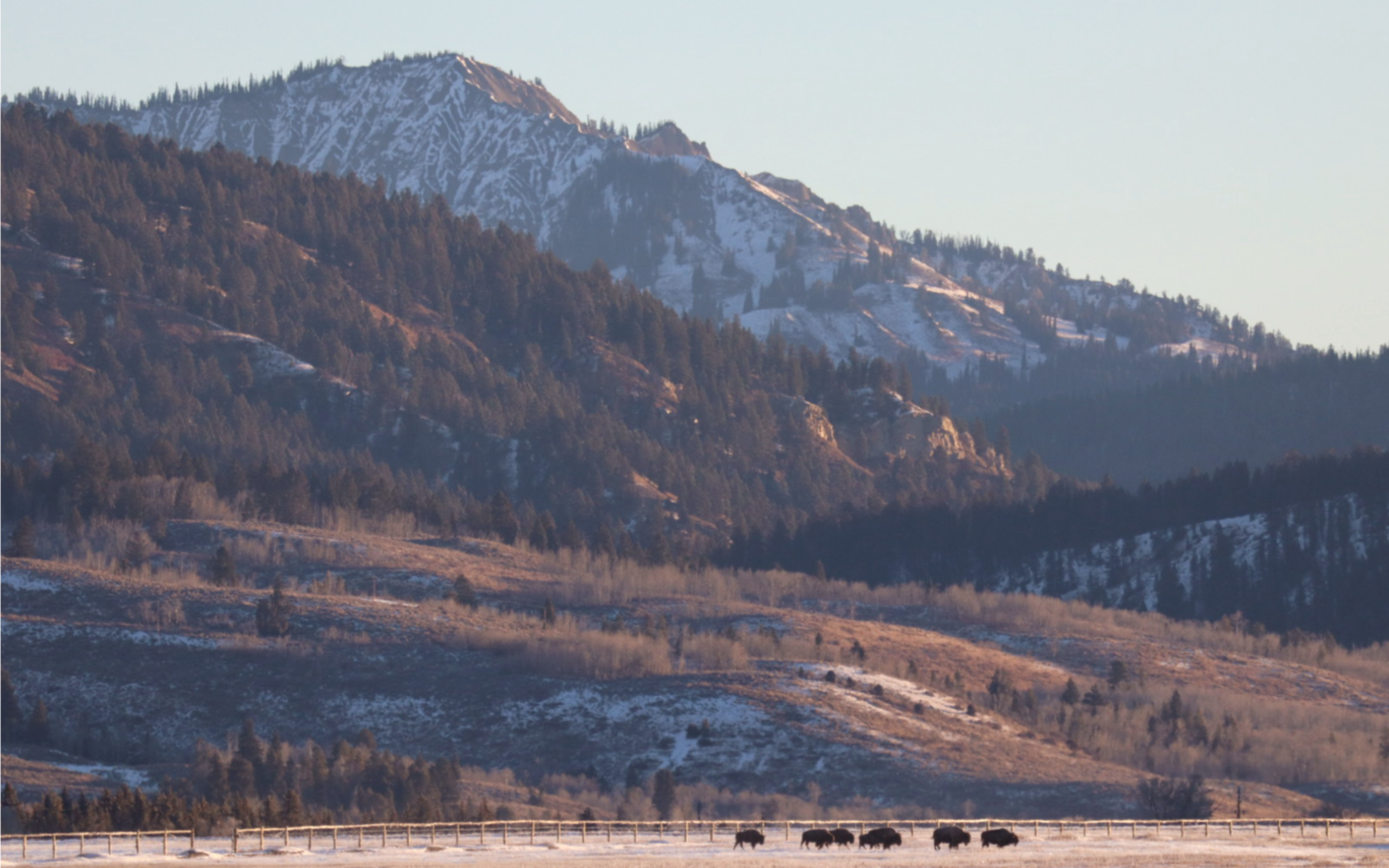 Bison_12x7.5.png