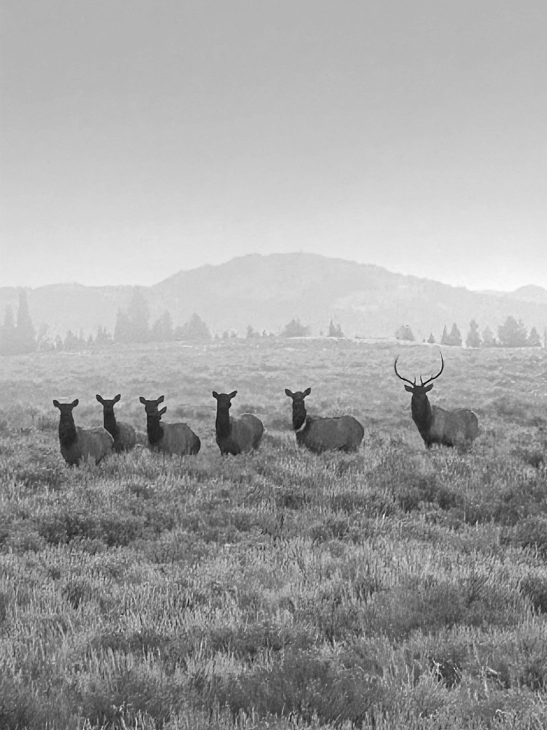 Elk_2_7.5x10.png