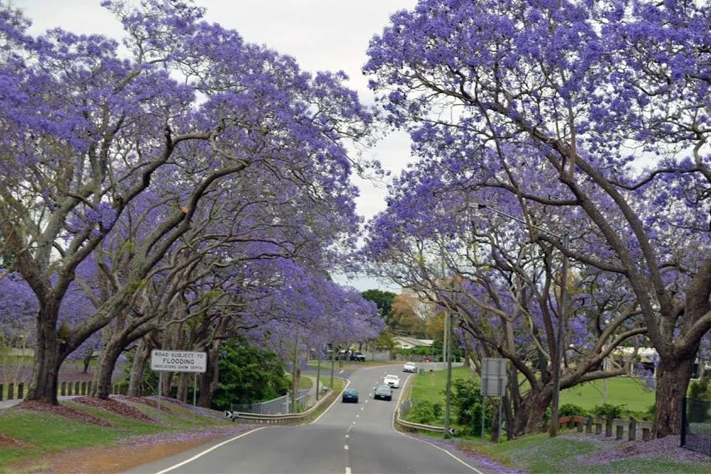 Goodna Jacaranda Festival 