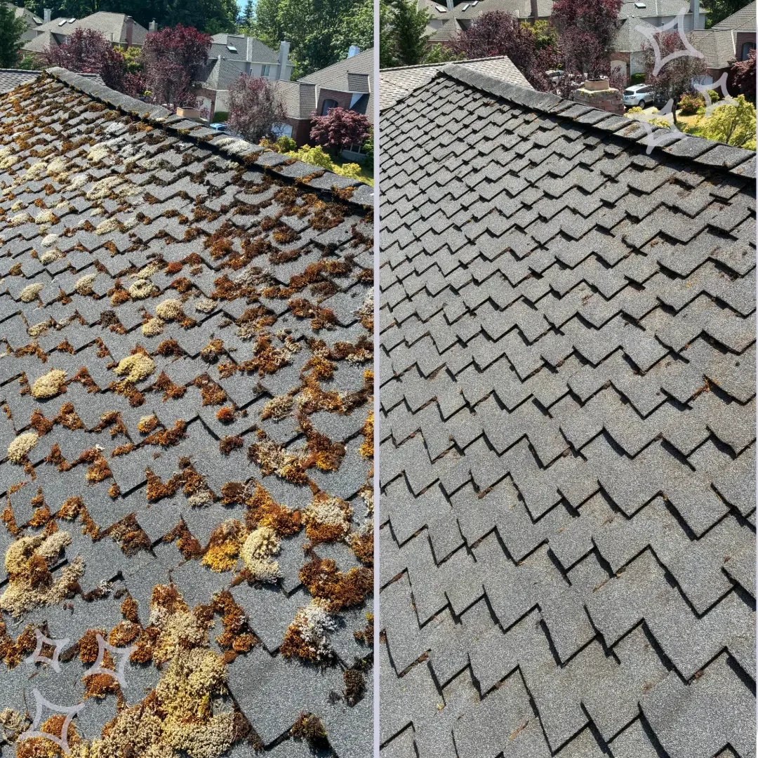 The Homeowner’s Guide to Safely Cleaning Roof Algae and Moss