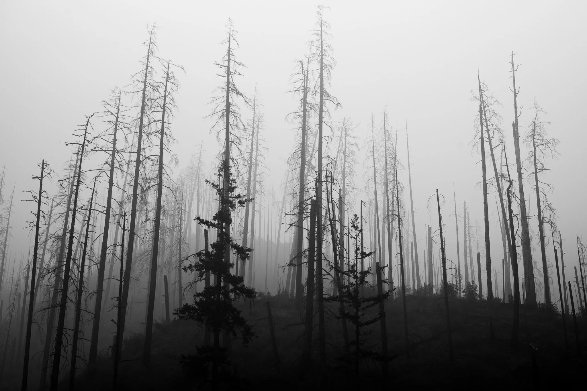 L1001784.jpg