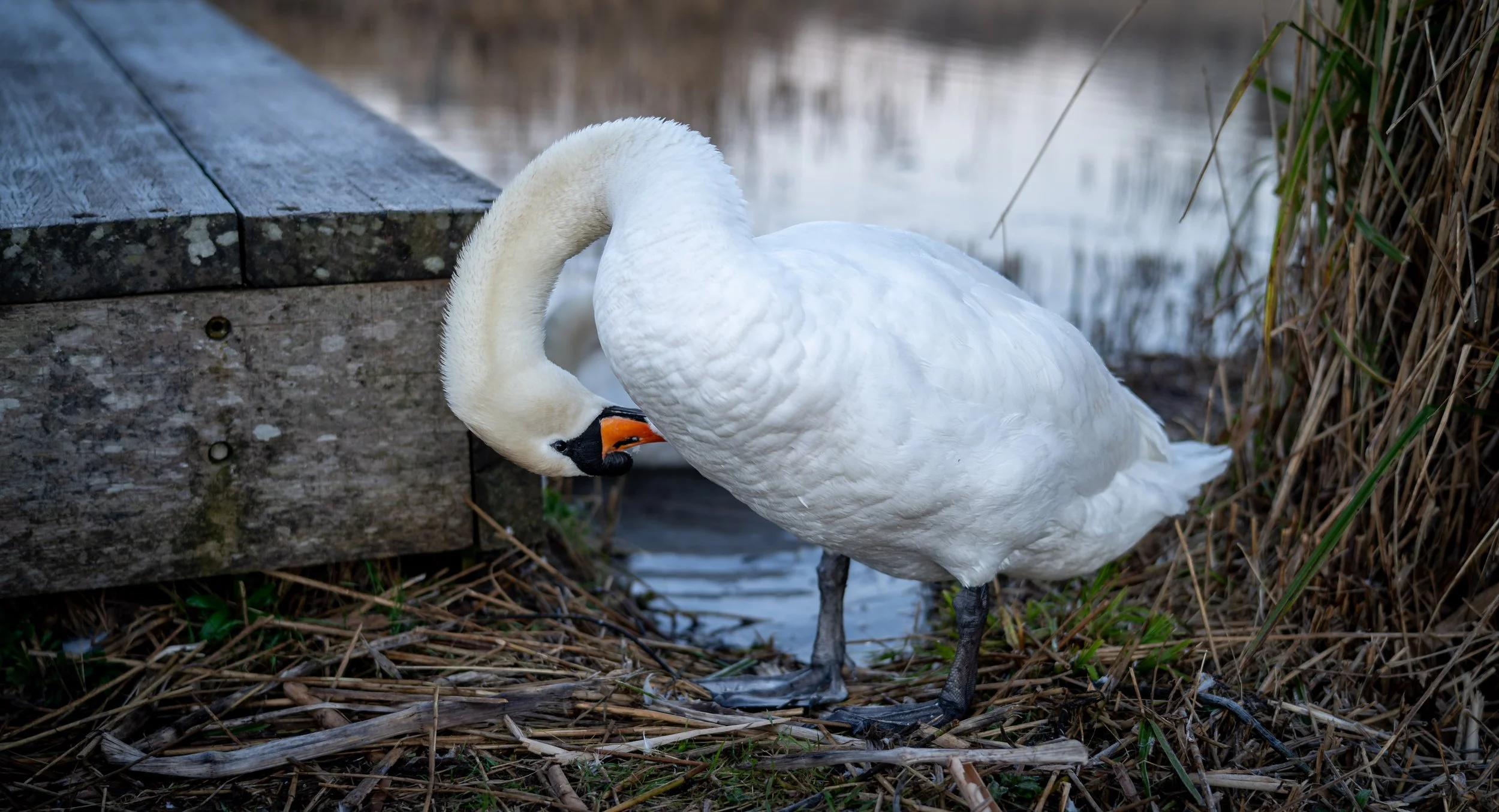 20250228-Nature-Cardiff Bay-2.jpg