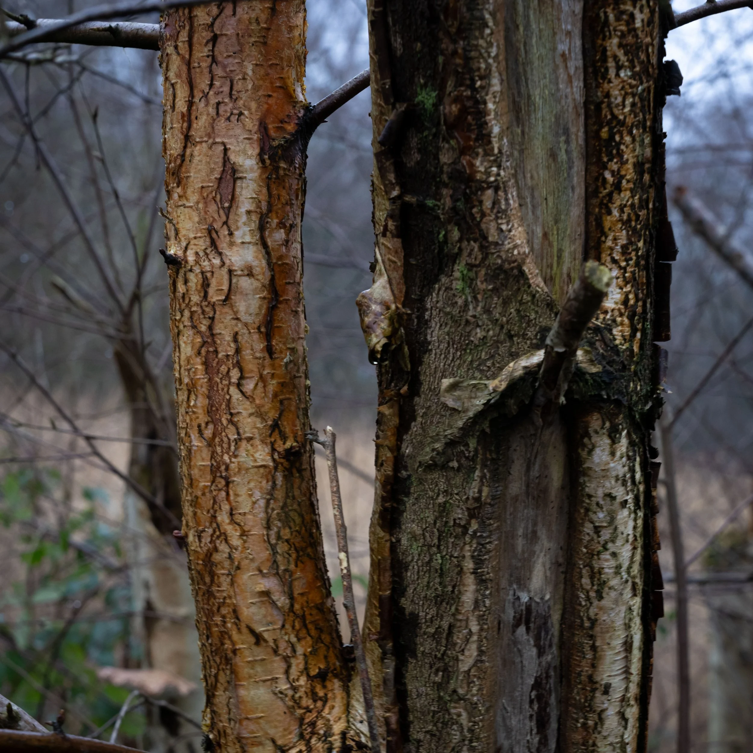 _DSC0104.jpg