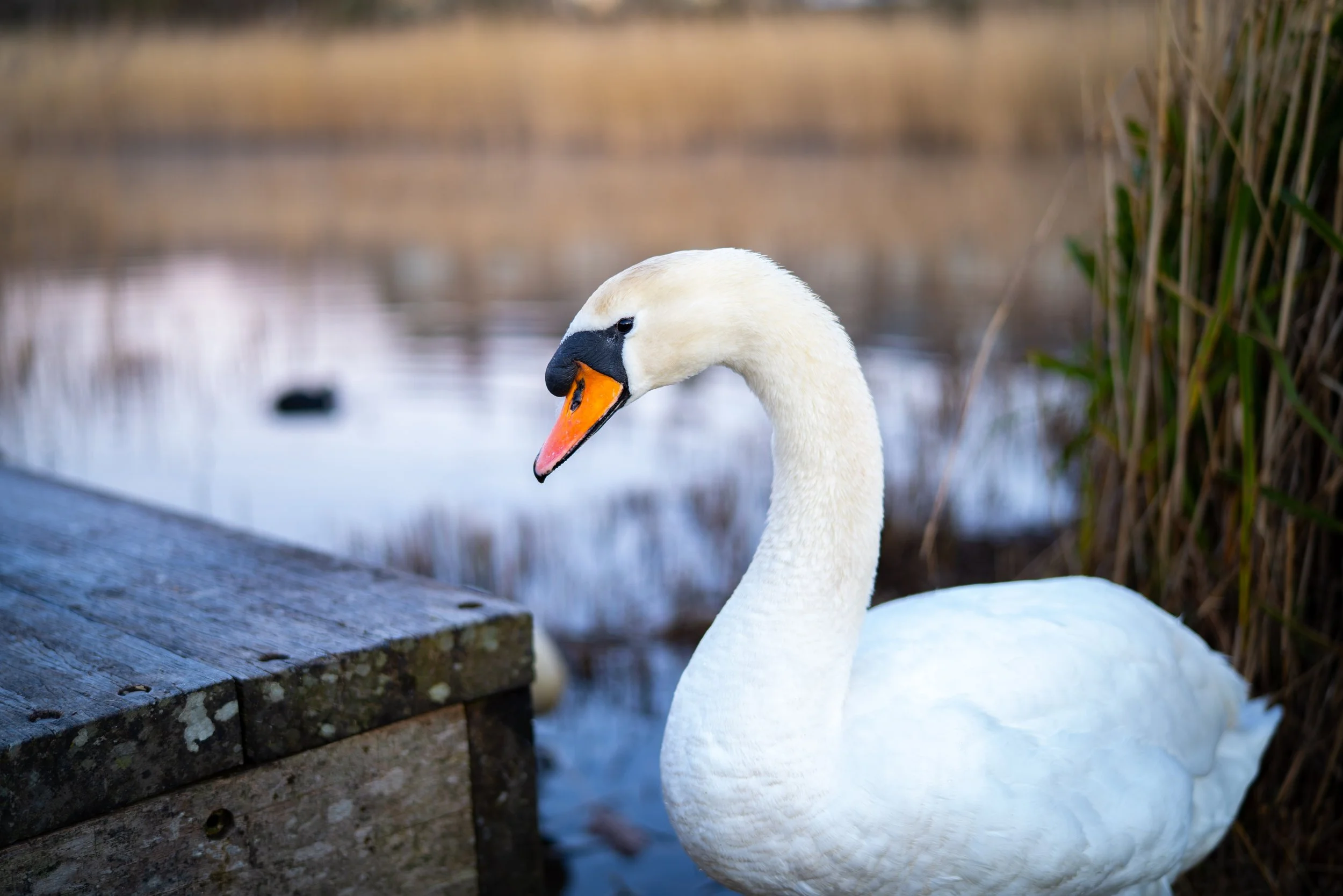 20250228-Nature-Cardiff Bay-1.jpg