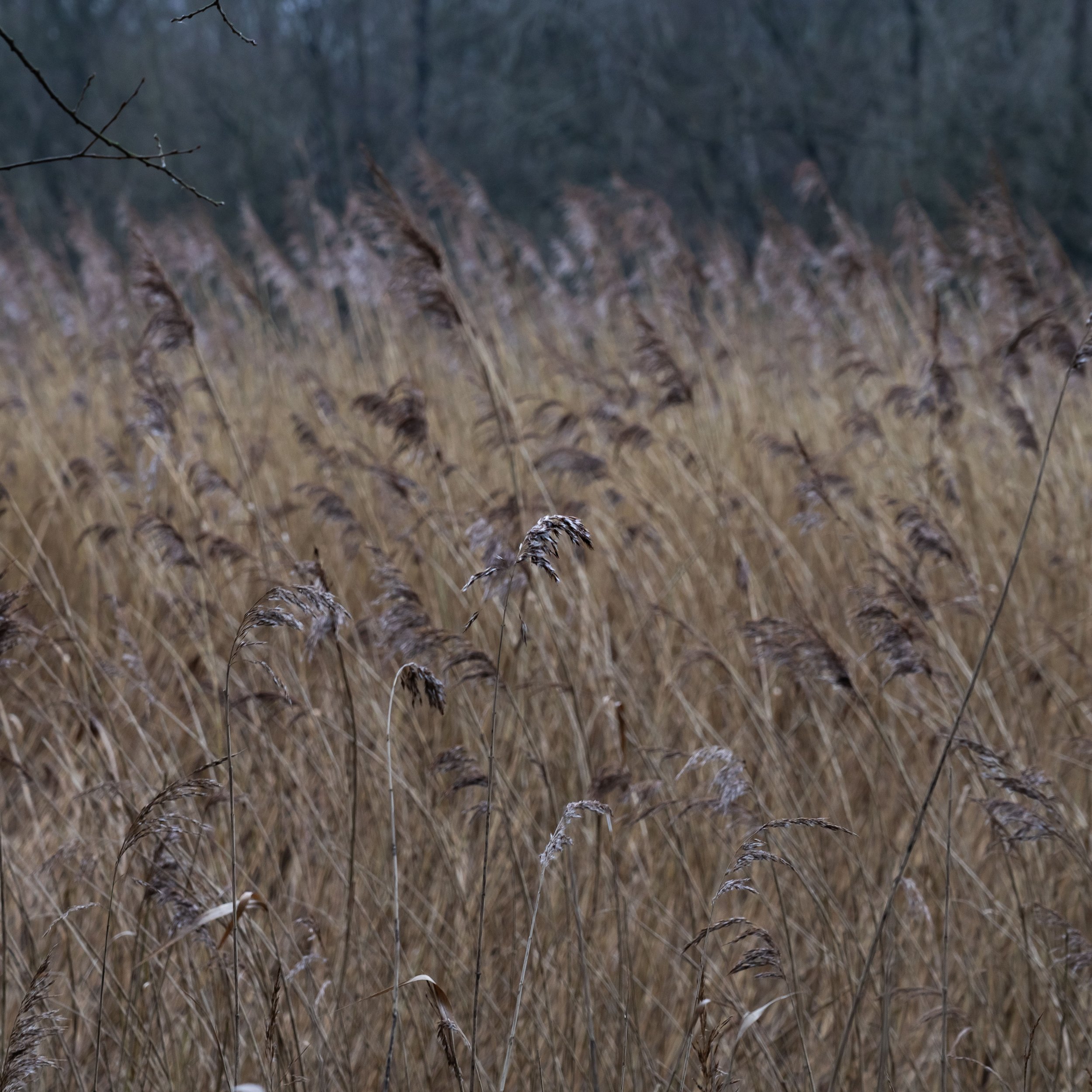 _DSC0090.jpg