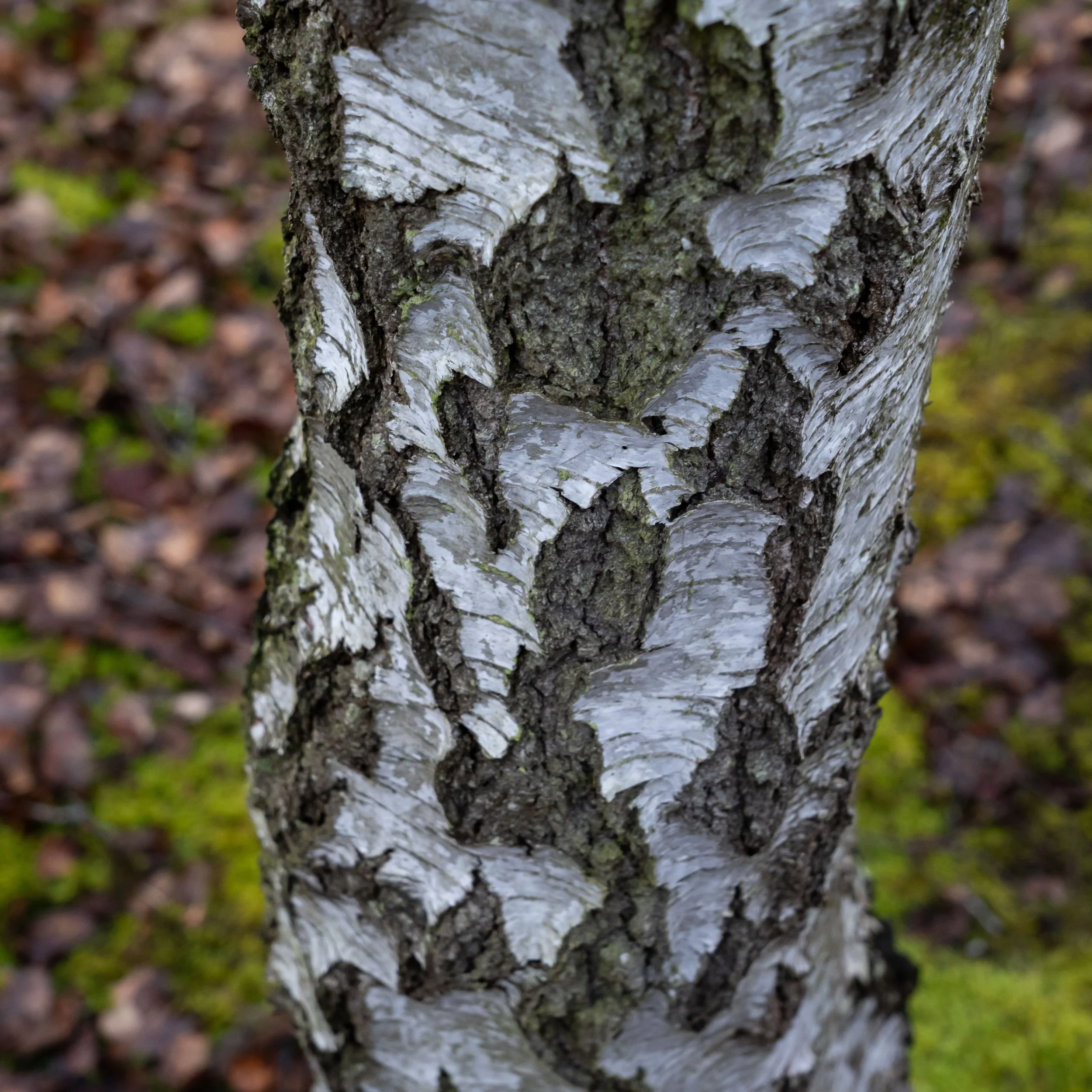 _DSC0107.jpg