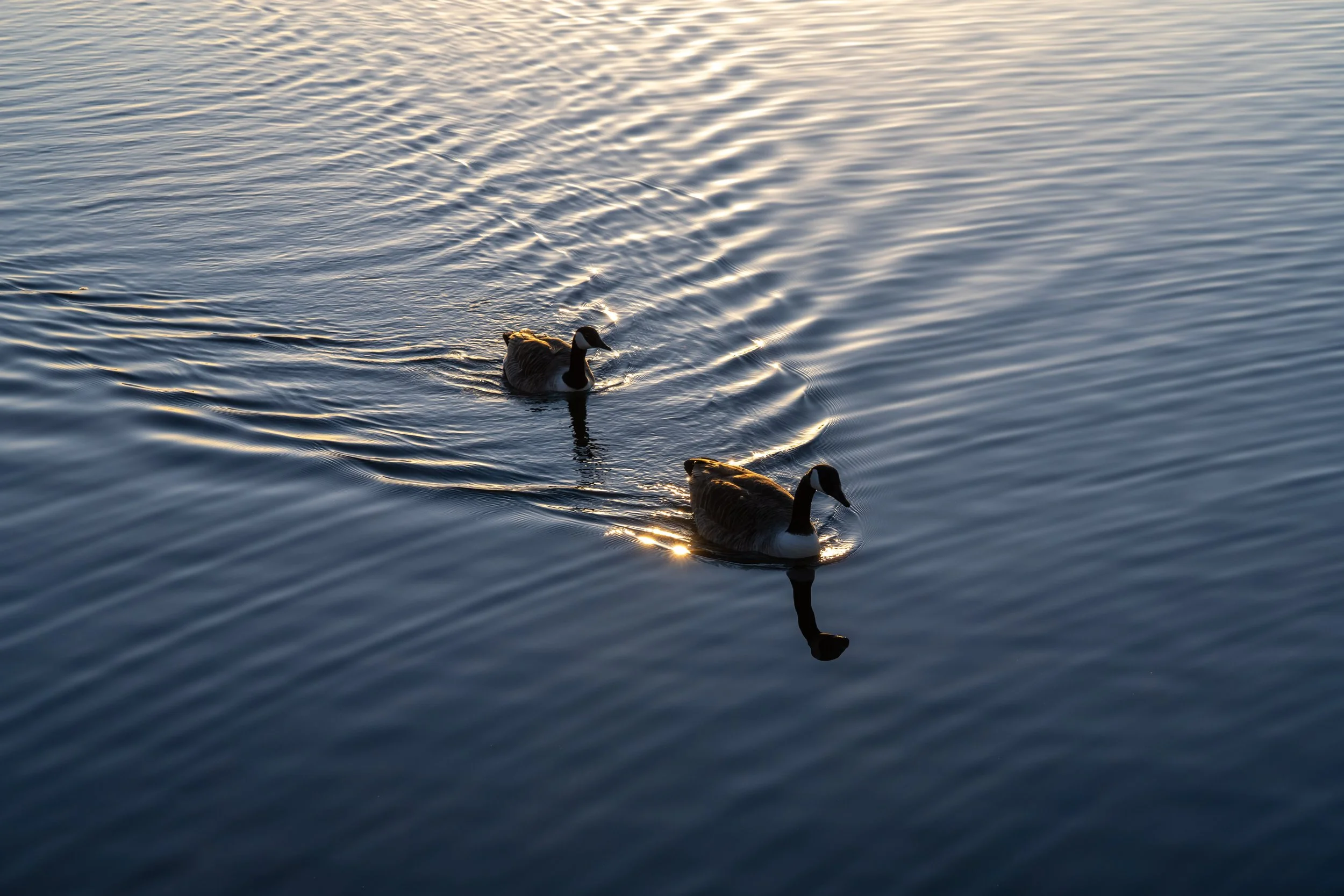 20250228-Nature-Cardiff Bay-9.jpg