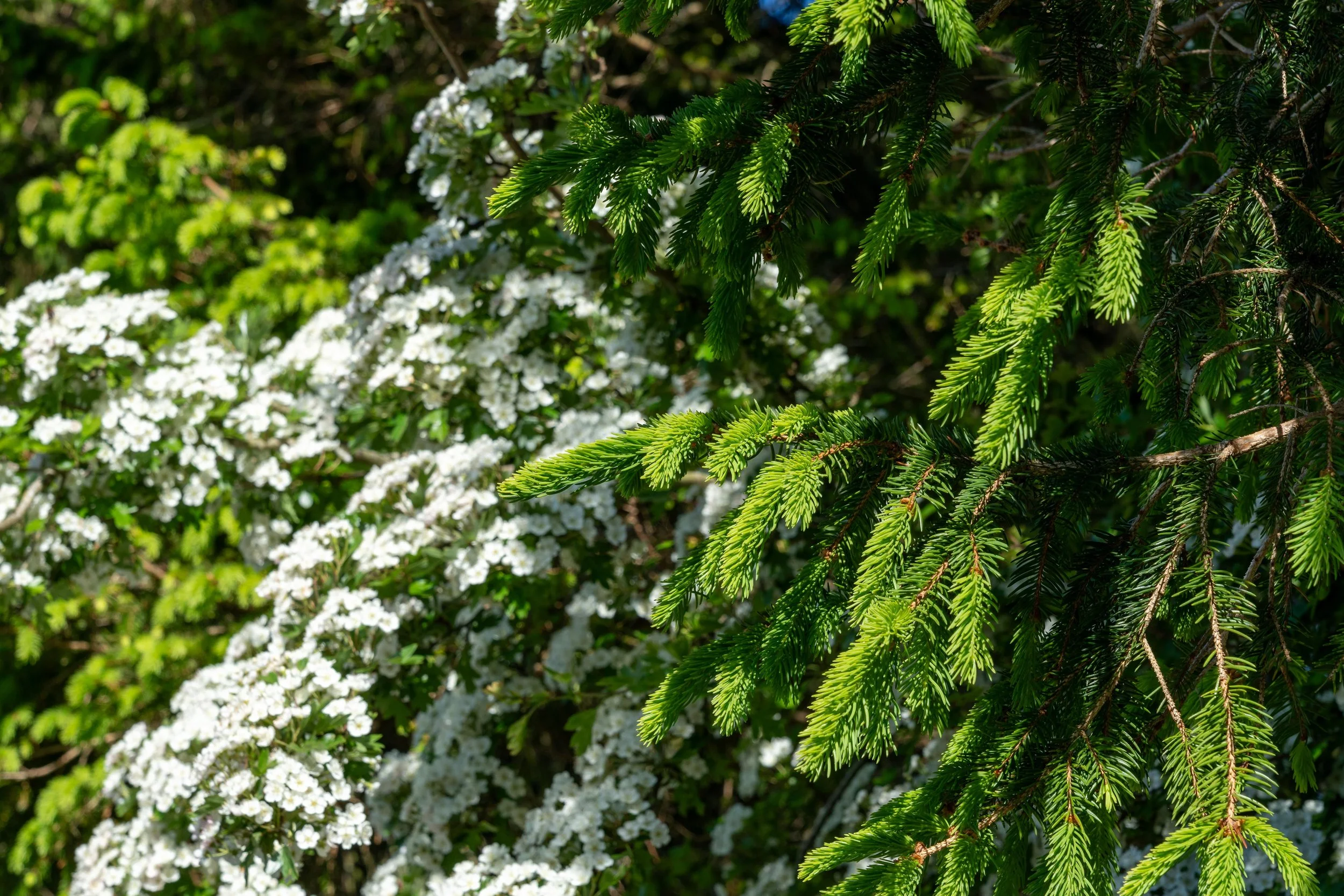 DSC05300.jpg