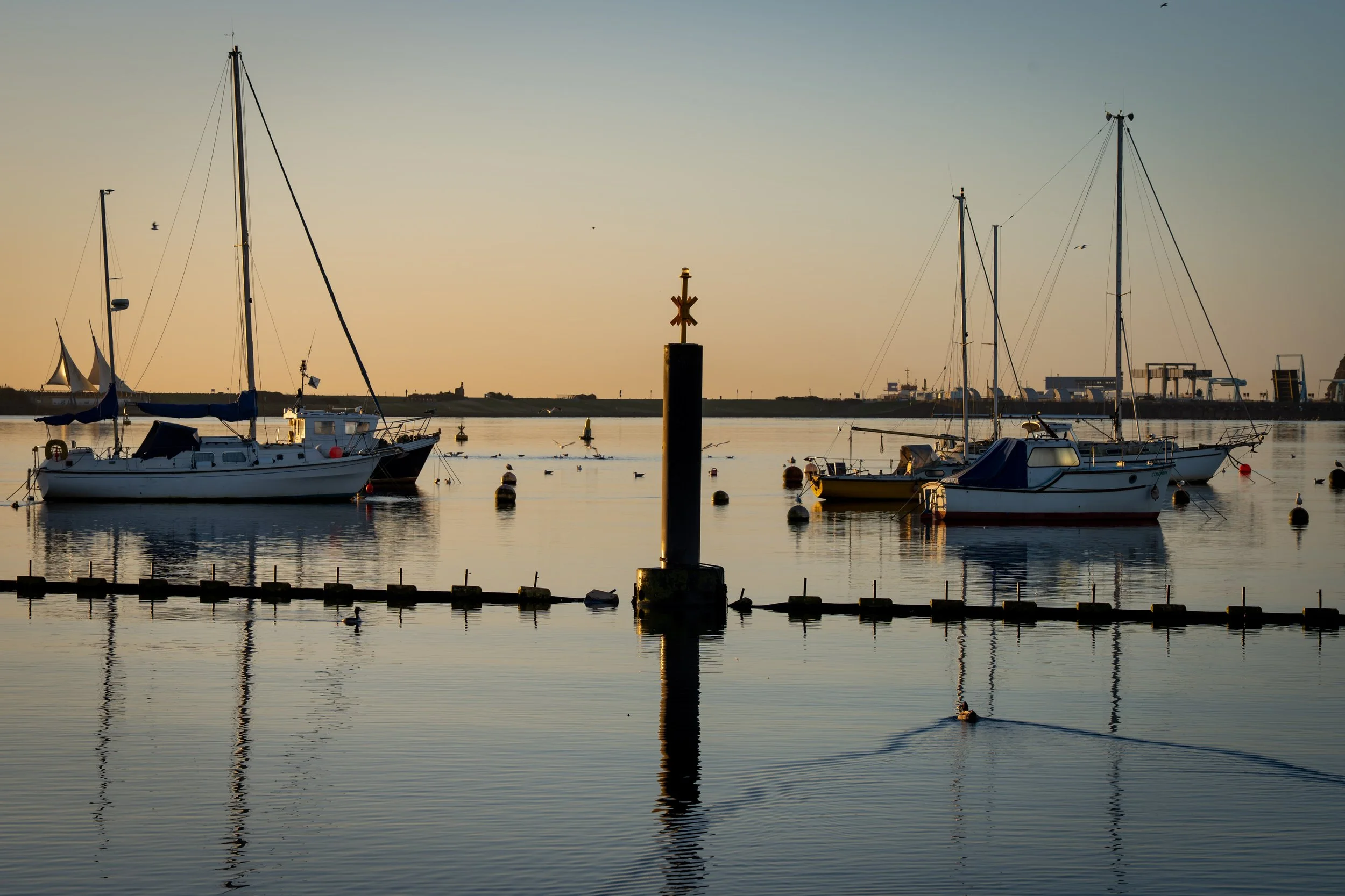 20250228-Nature-Cardiff Bay-12.jpg