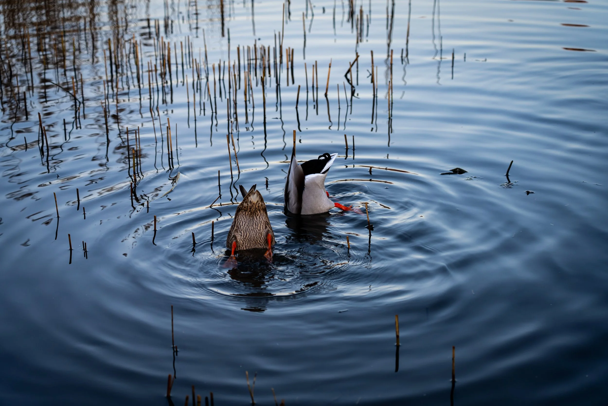 20250228-Nature-Cardiff Bay-4.jpg
