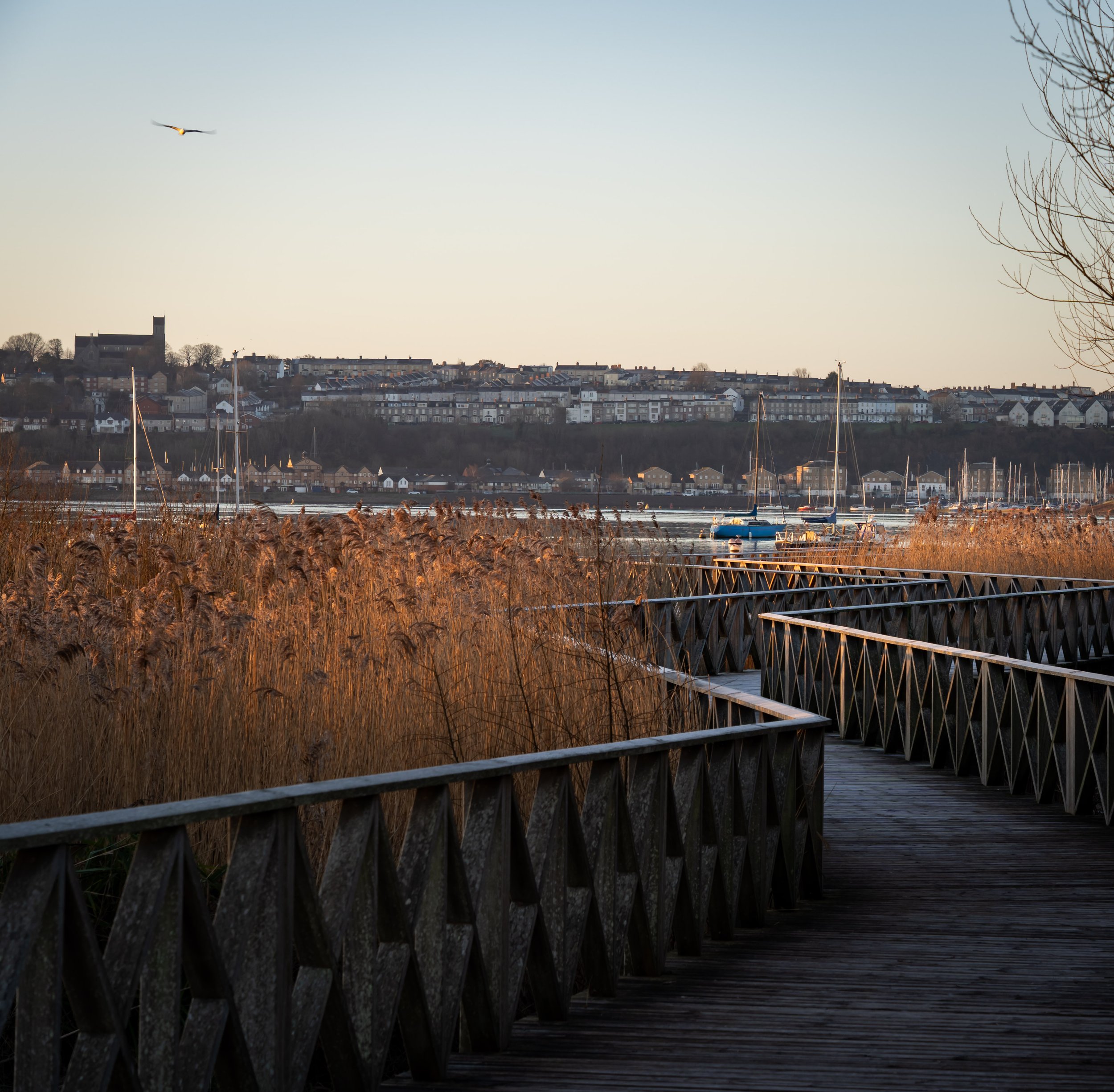 20250228-Nature-Cardiff Bay-5.jpg