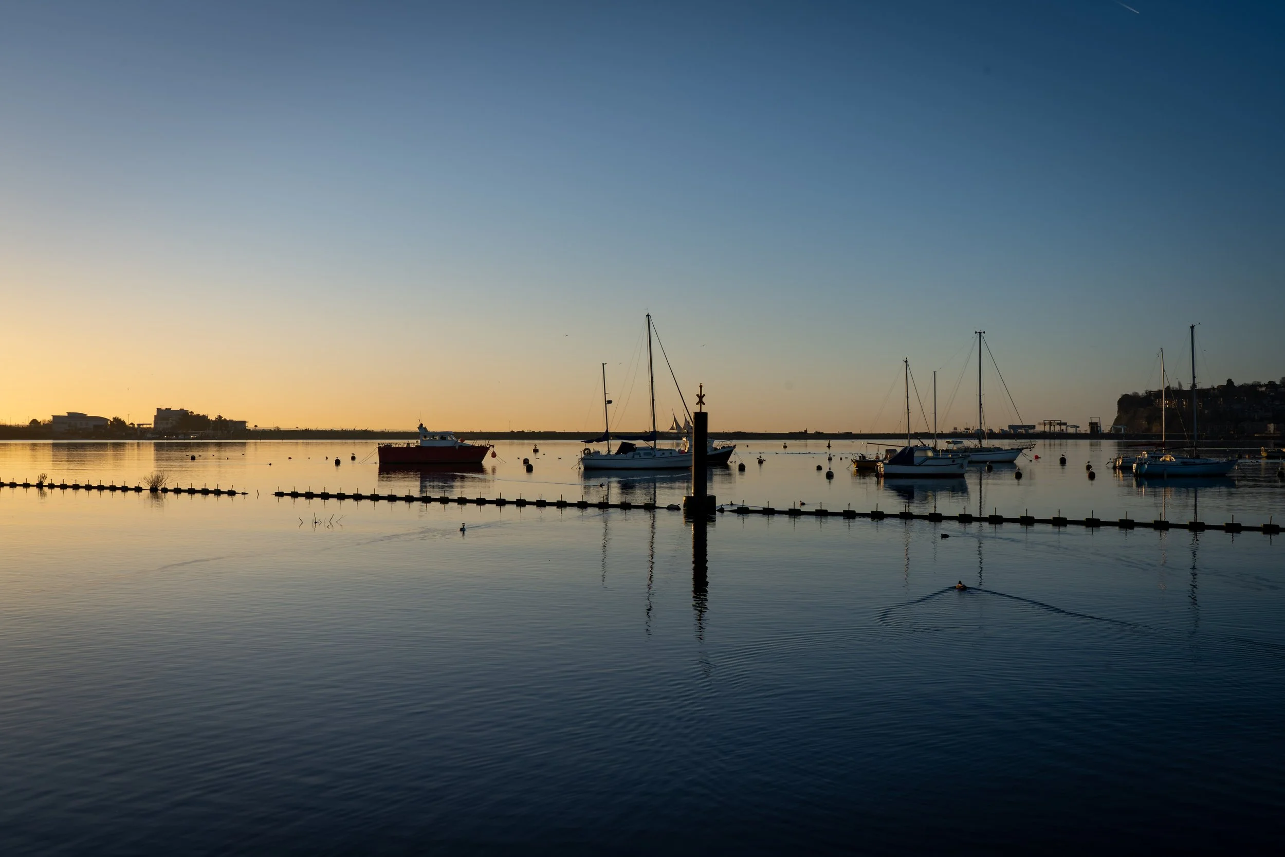 20250228-Nature-Cardiff Bay-13.jpg