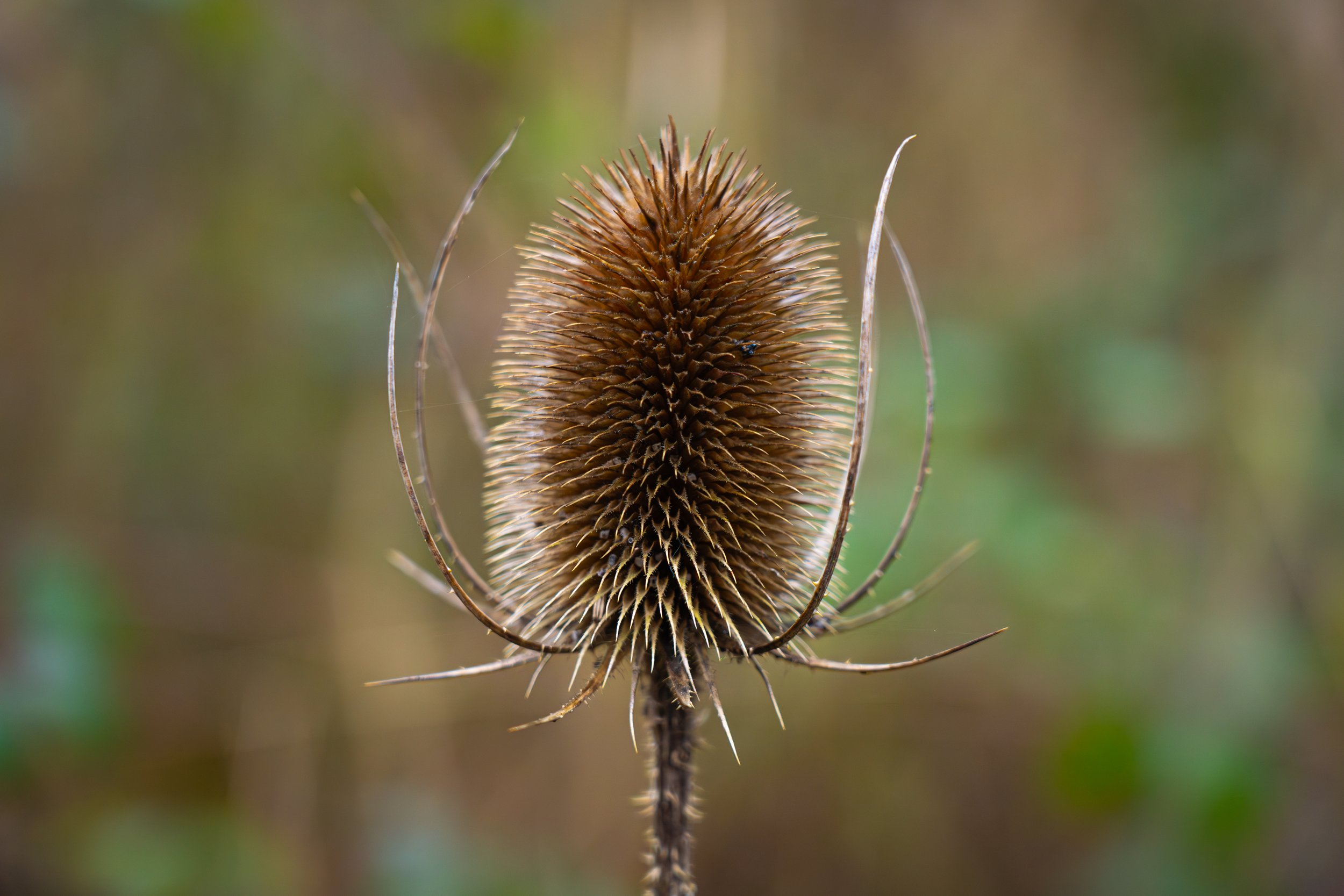 _DSC0097-Enhanced-NR-2.jpg