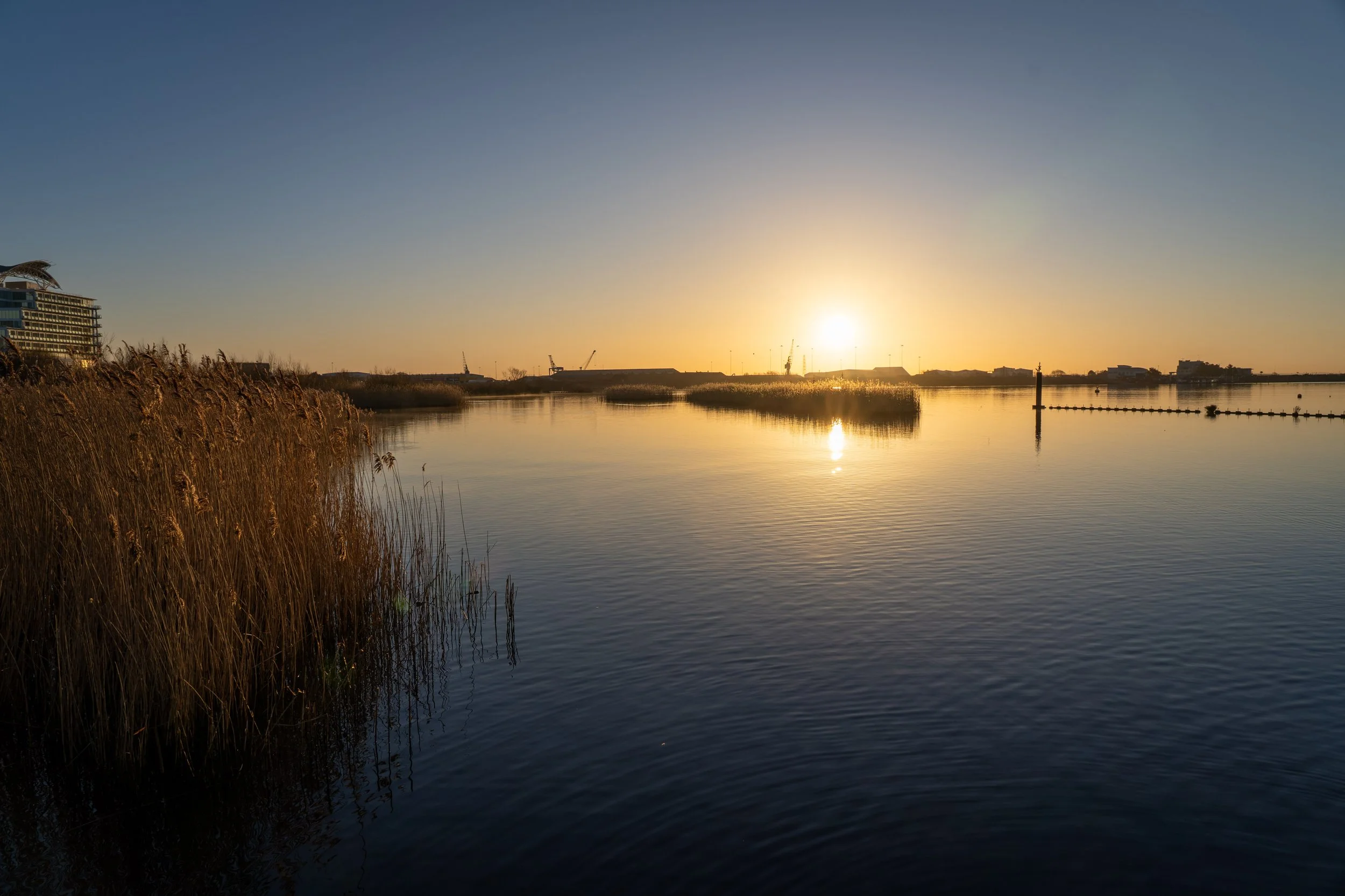20250228-Nature-Cardiff Bay-10.jpg