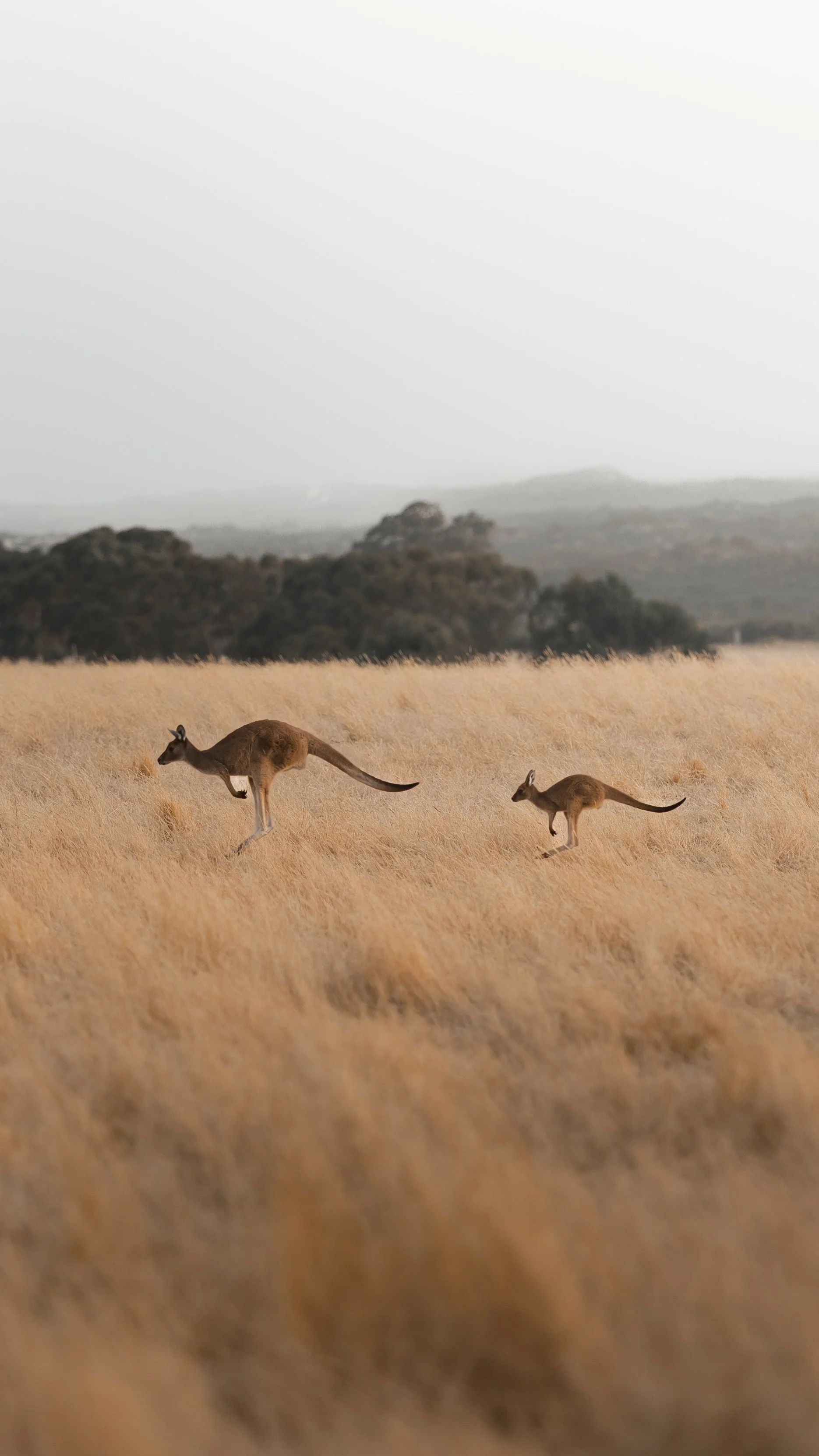 Kangaroo at Box Hill Esperance