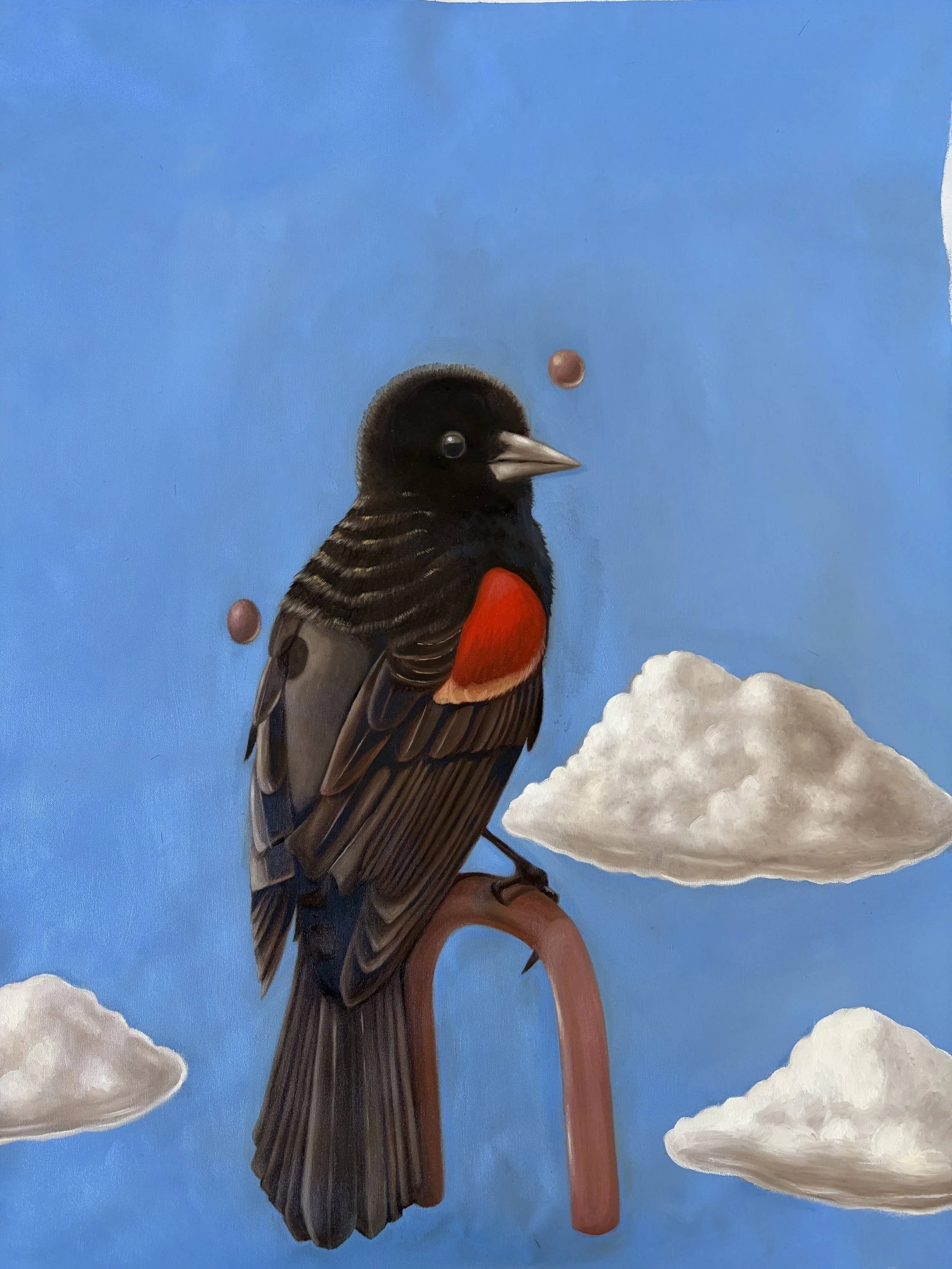 Red Winged Blackbird.jpeg