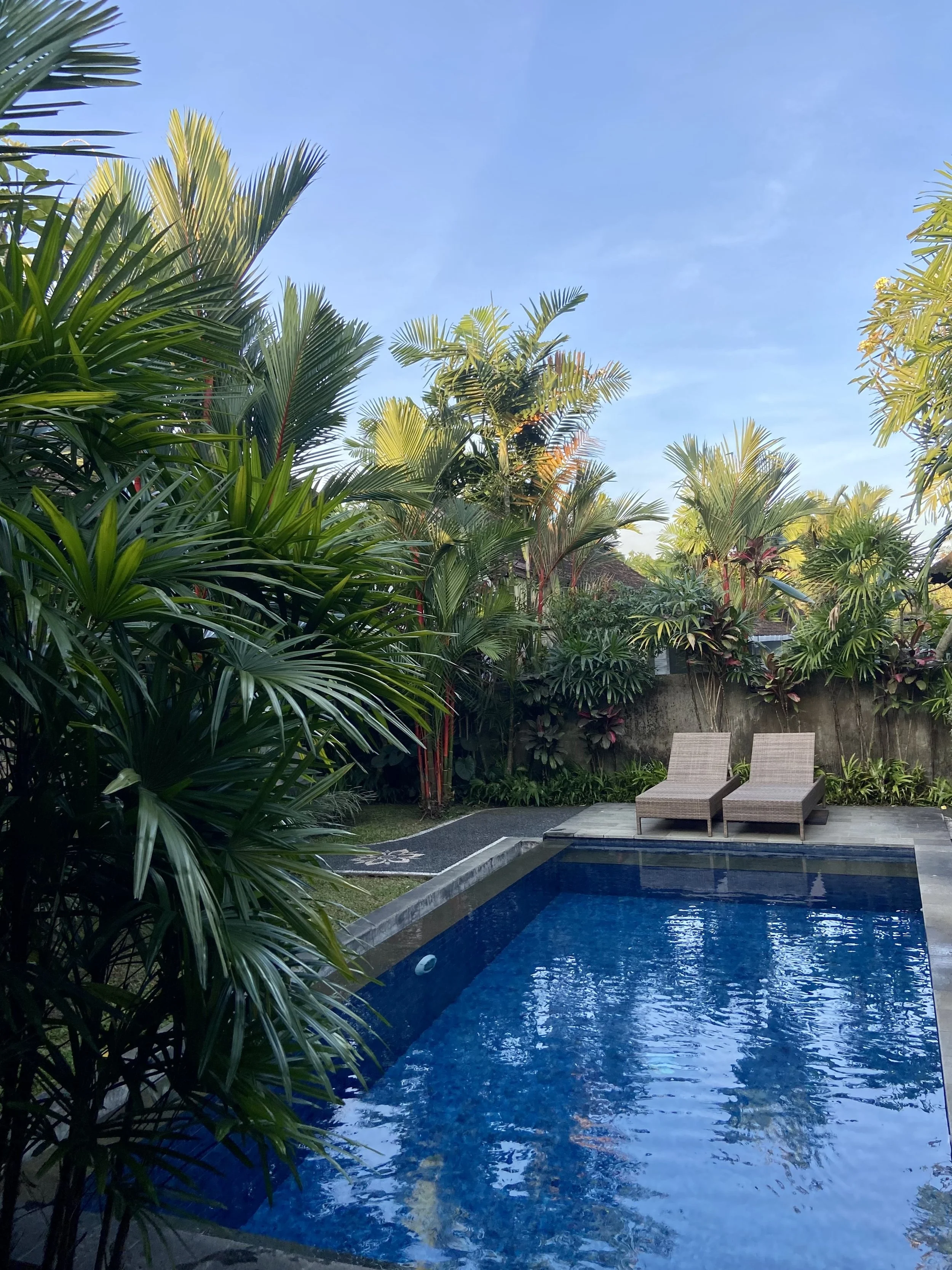 Resort swimming pool surrounded by tropical plants and two lounge chairs under a blue sky.
