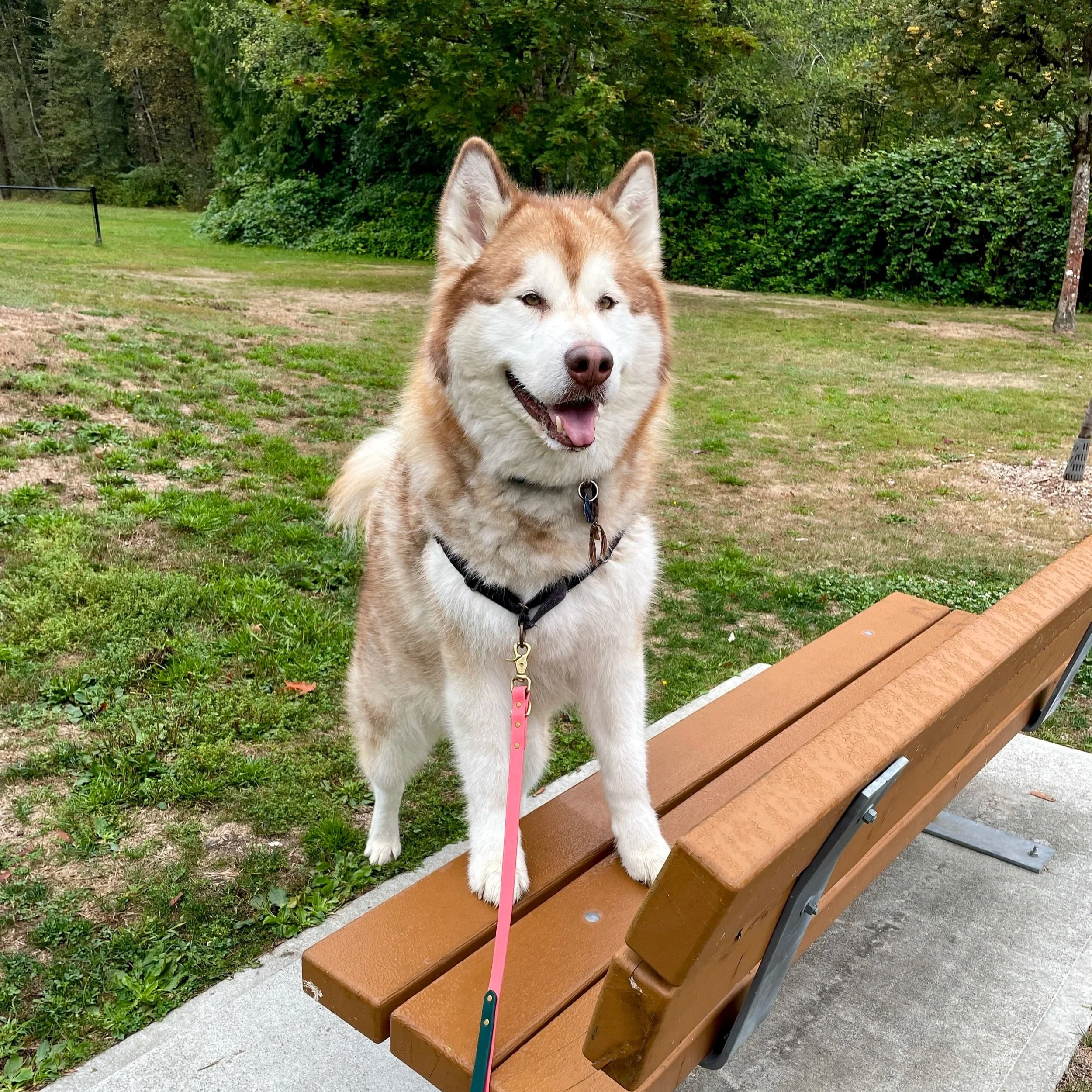 Harley the Alaskan Malamute on a enriched dog walk