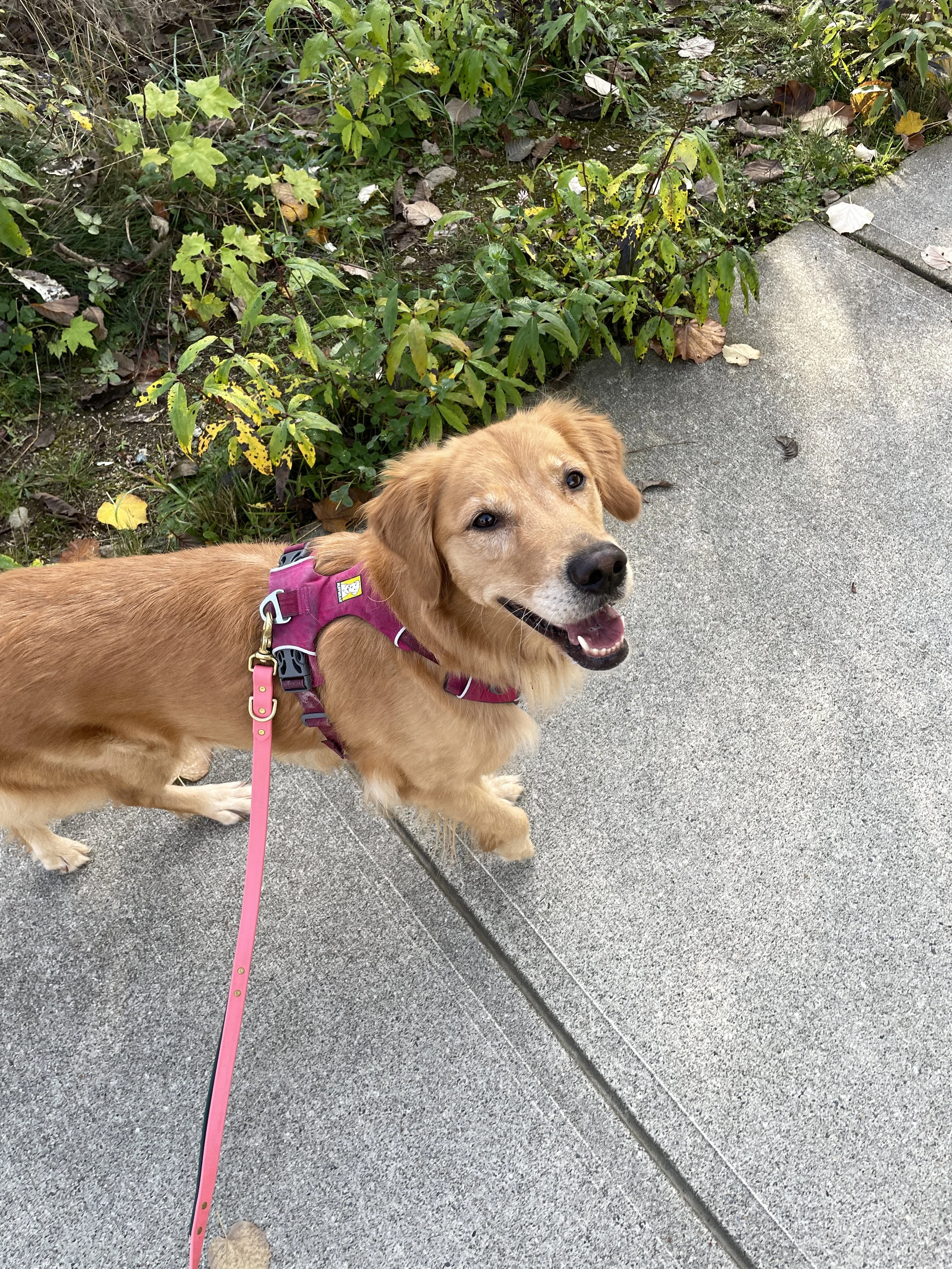 Bella the Field Golden Retriever on a enriched dog walk