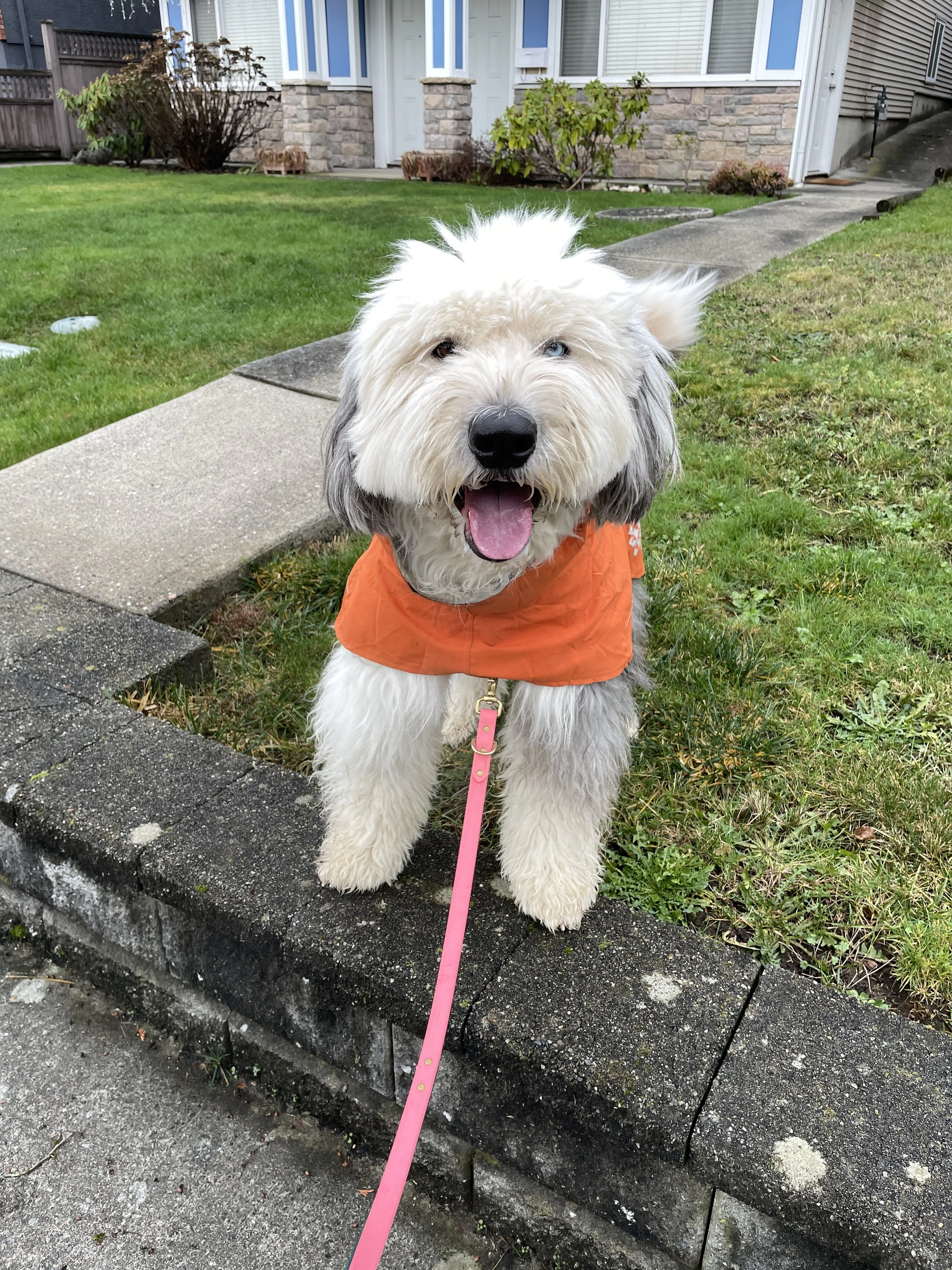 Melo the Old English Sheepdog on a enriched dog walk