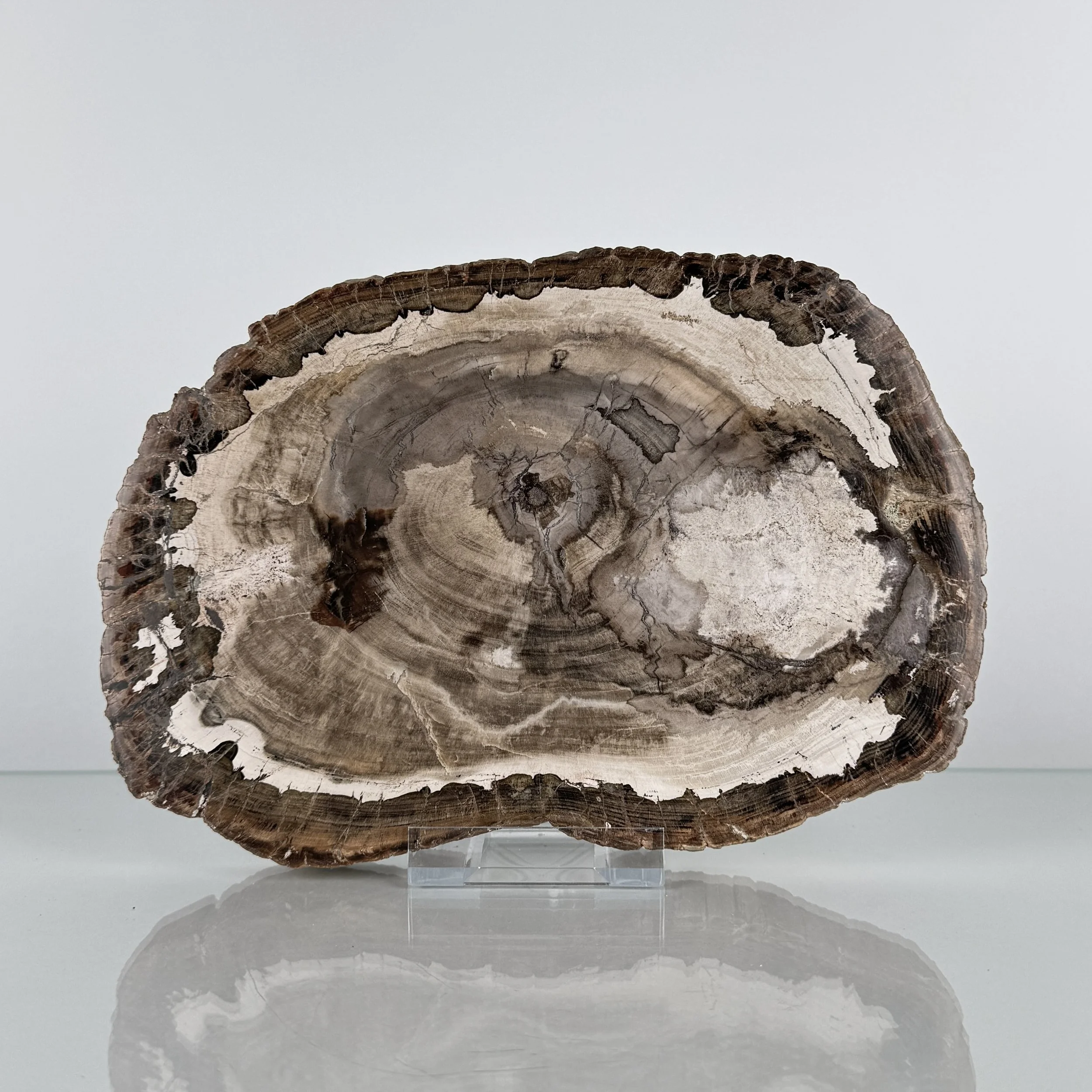 Dekorative Baumscheibe aus versteinertem Holz