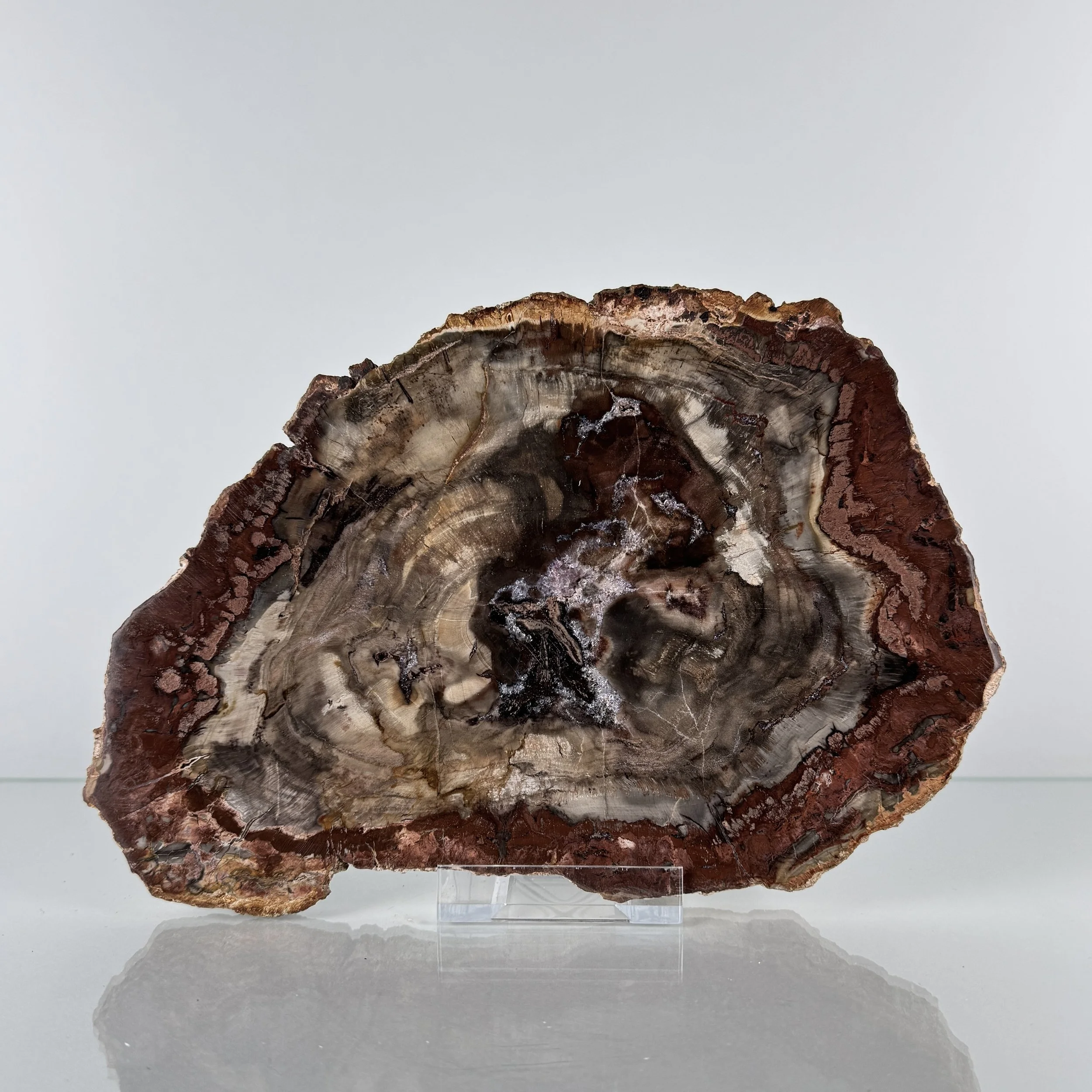 Dekorative Baumscheibe aus versteinertem Holz