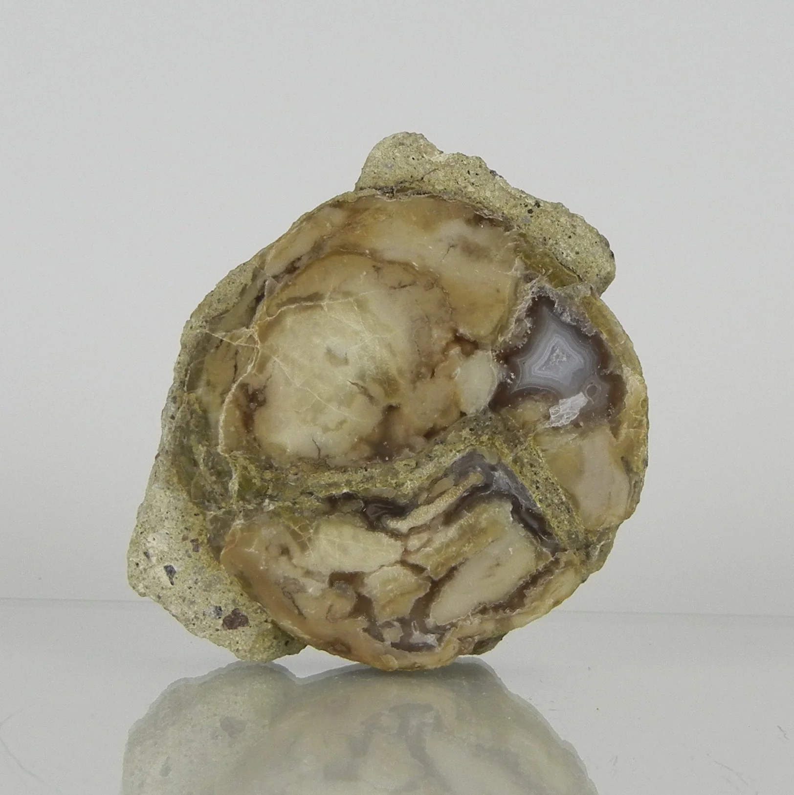 Aststück aus versteinertem Holz mit Achat