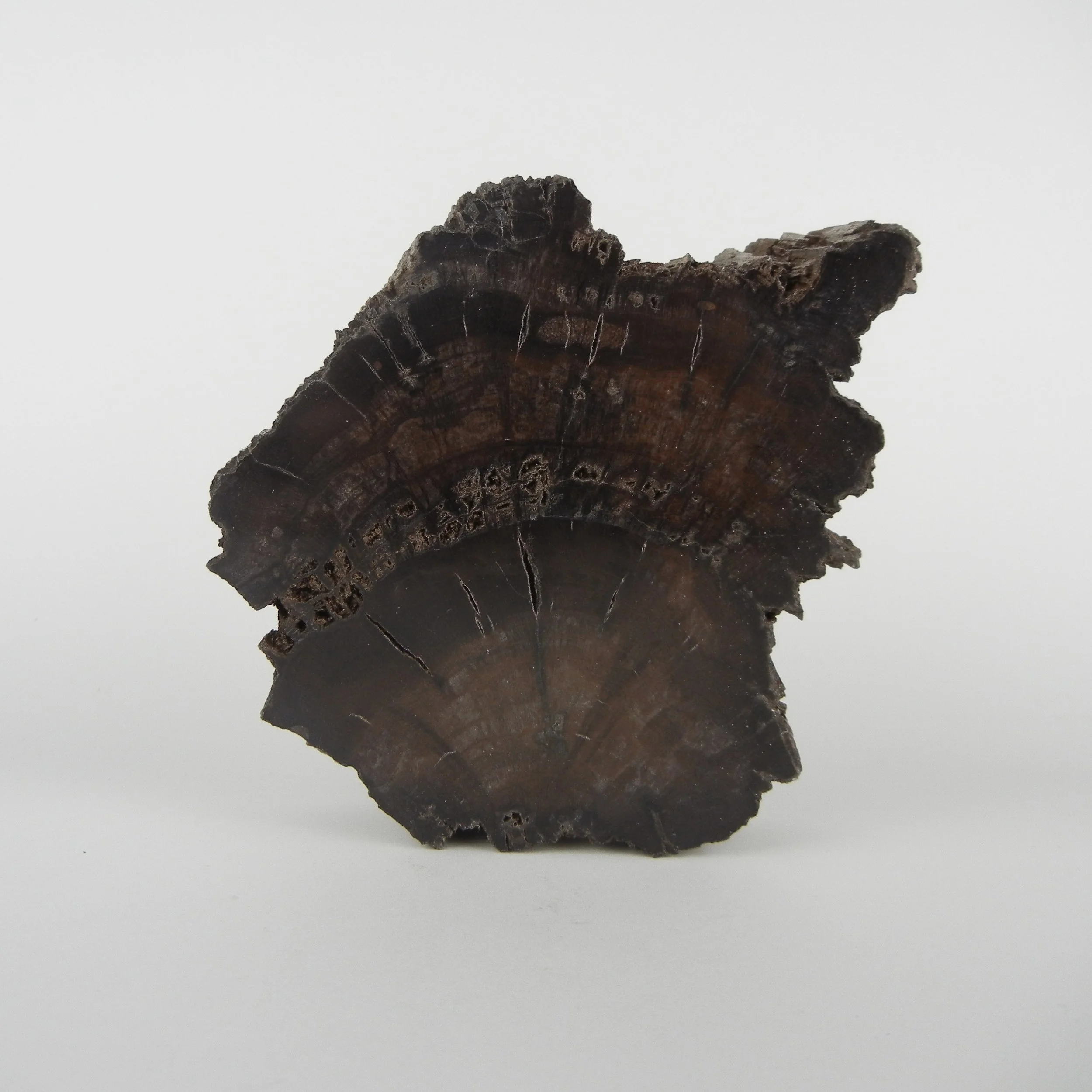 Versteinertes Holz | Deutschland