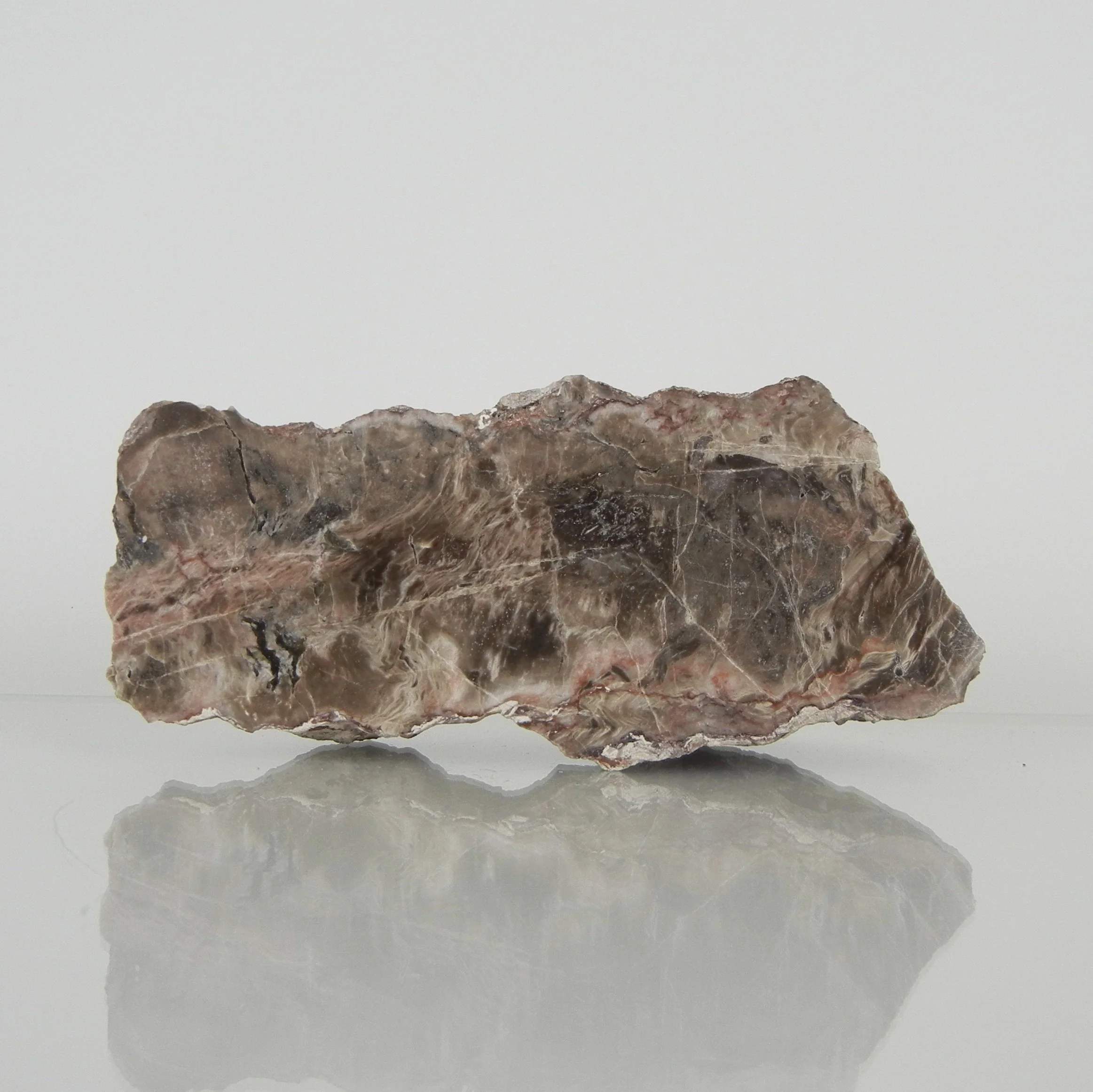 Versteinertes Holz | Deutschland