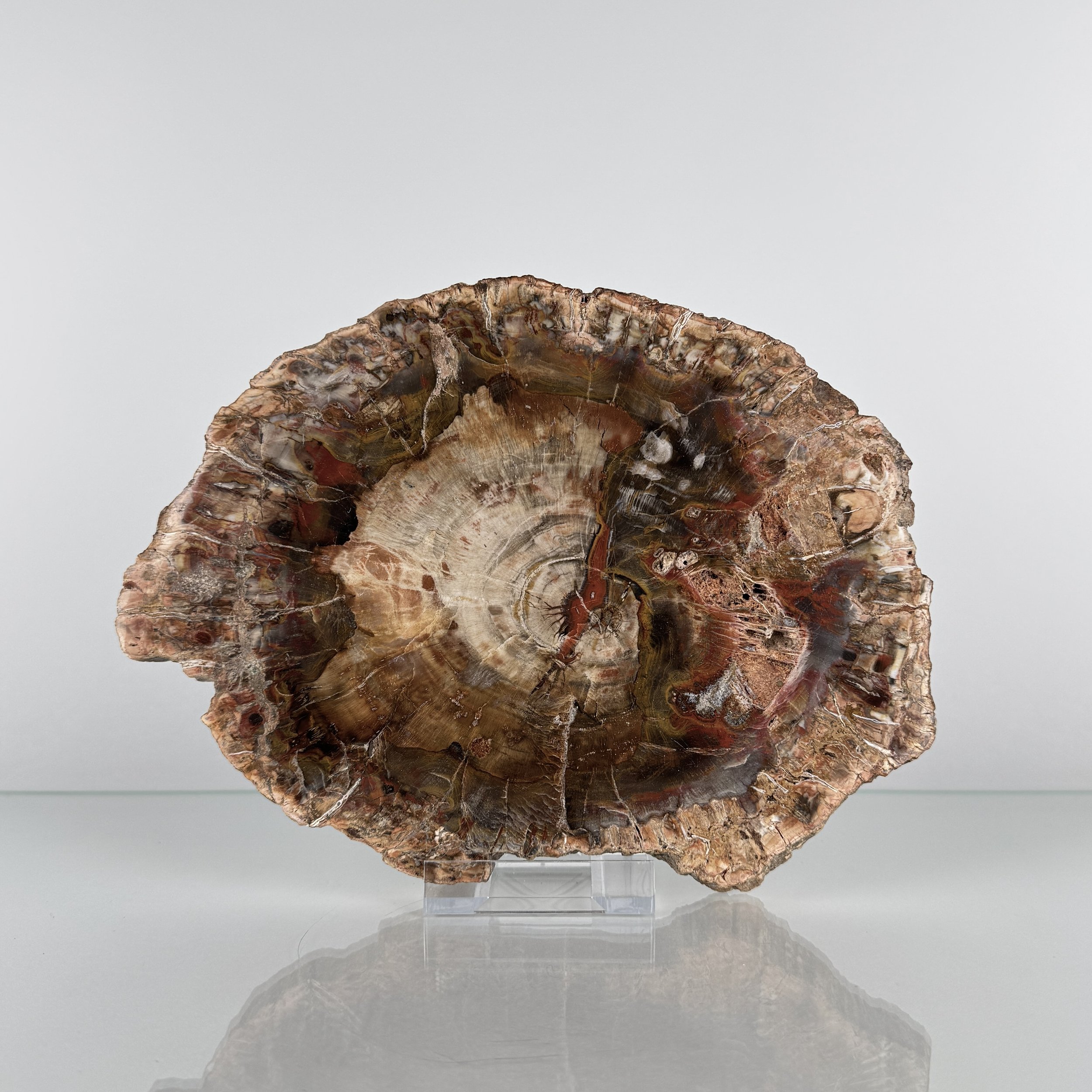 Dekorative Baumscheibe aus versteinertem Holz