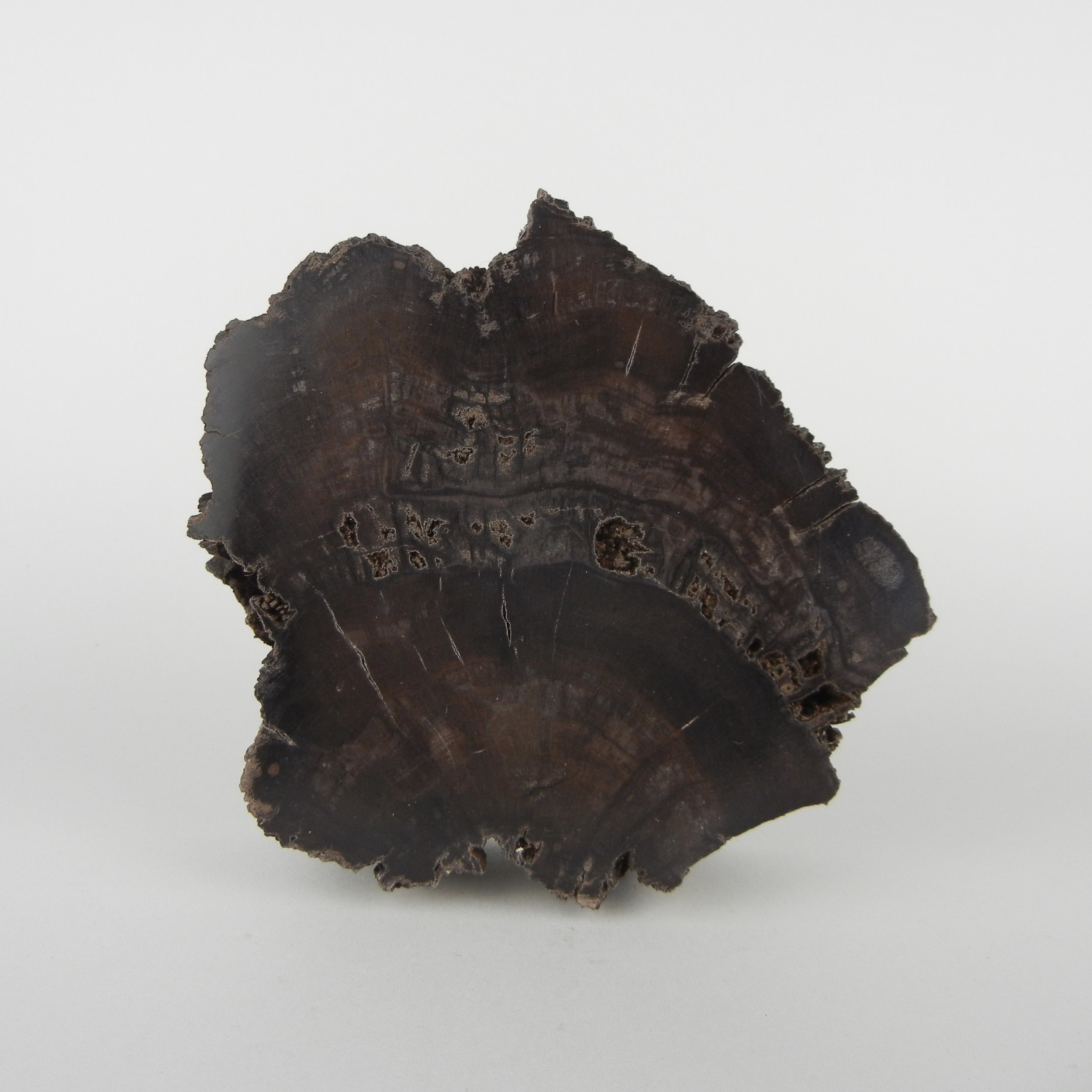 Versteinertes Holz | Deutschland