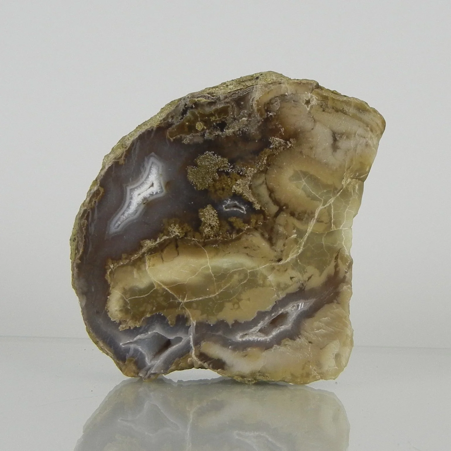 Aststück aus versteinertem Holz mit Achat