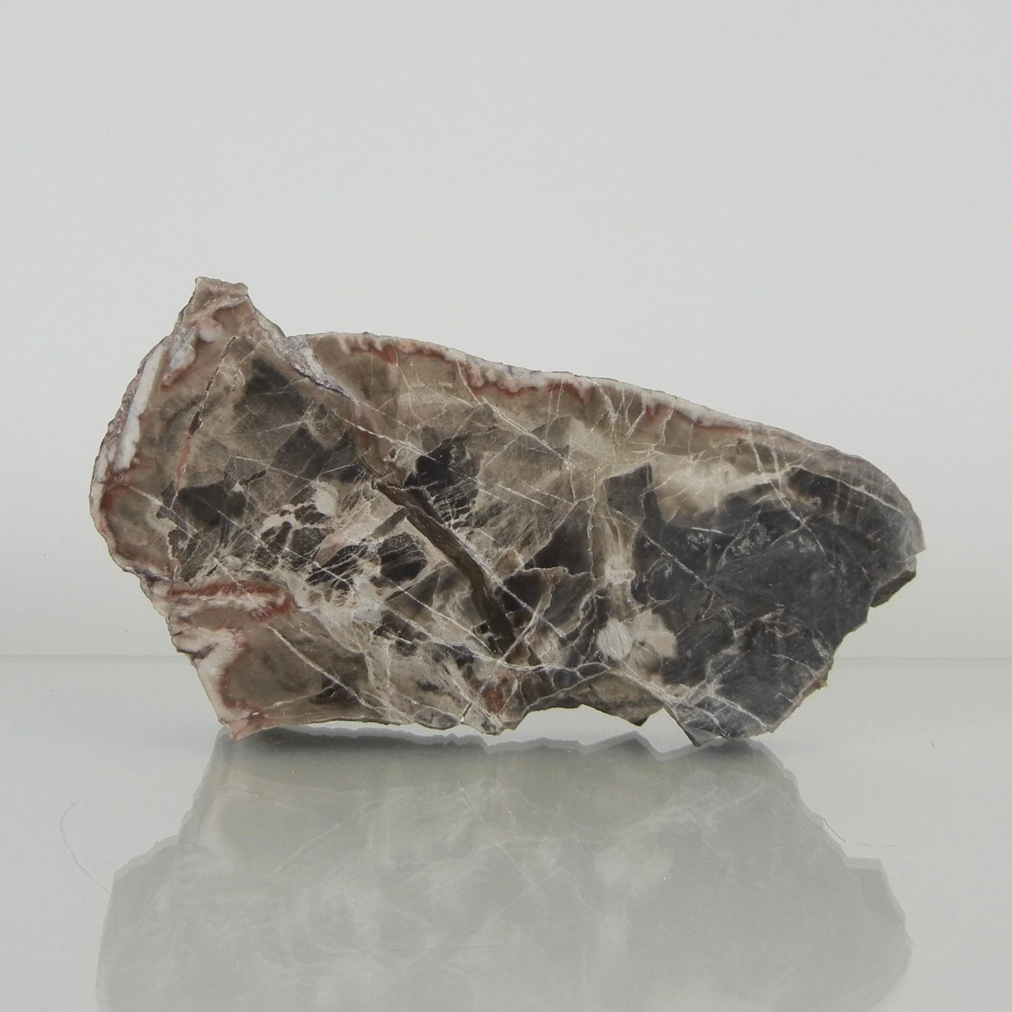 Versteinertes Holz | Deutschland