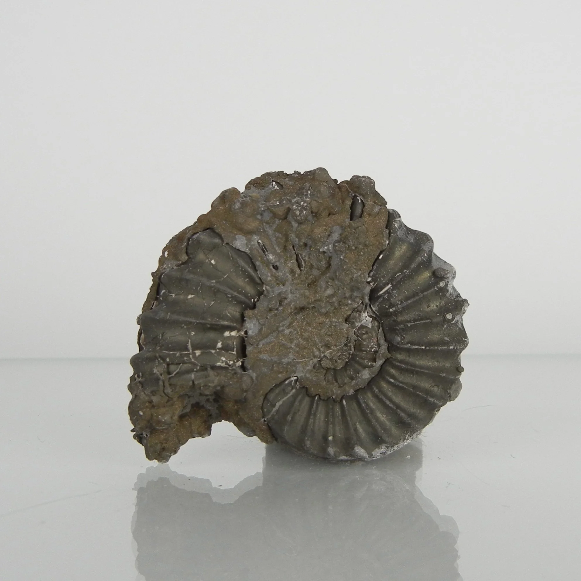 Pyritisierter Ammonit