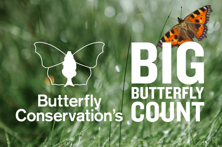 The Big Butterfly Count