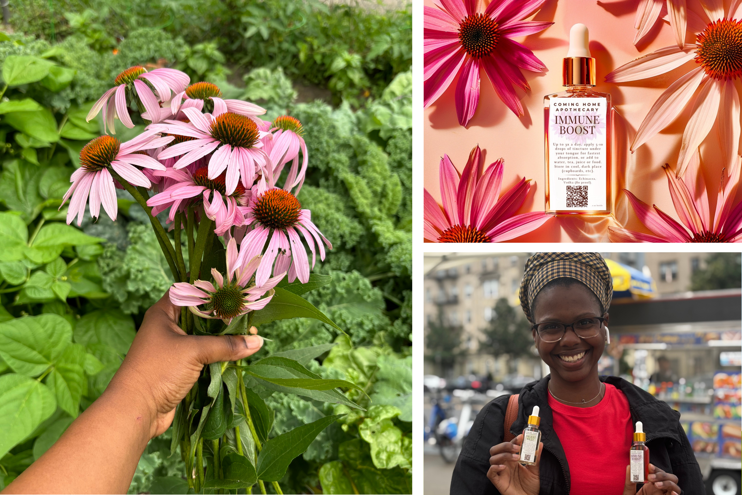 Spotlight of the Immune Boost tincture -- from the key plant (echinacea) to the finished product in customer's hands.