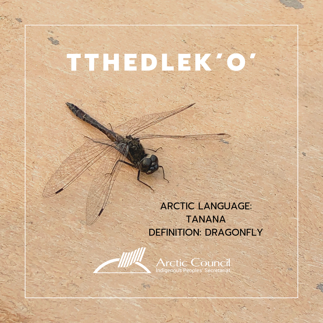 Languages-Social-media-campaign-TTHEDLEKO.png