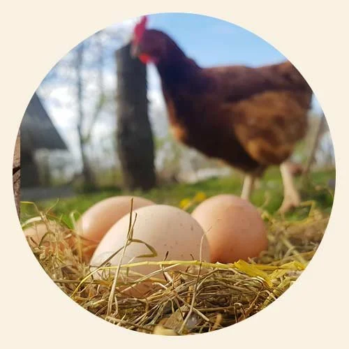 A hen standing outside near eggs on a nest made of straw and grass.