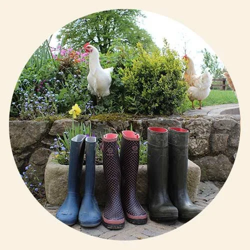 A garden scene with two white chickens walking behind a row of five pairs of rain boots on the ground, surrounded by colorful flowers and bushes.