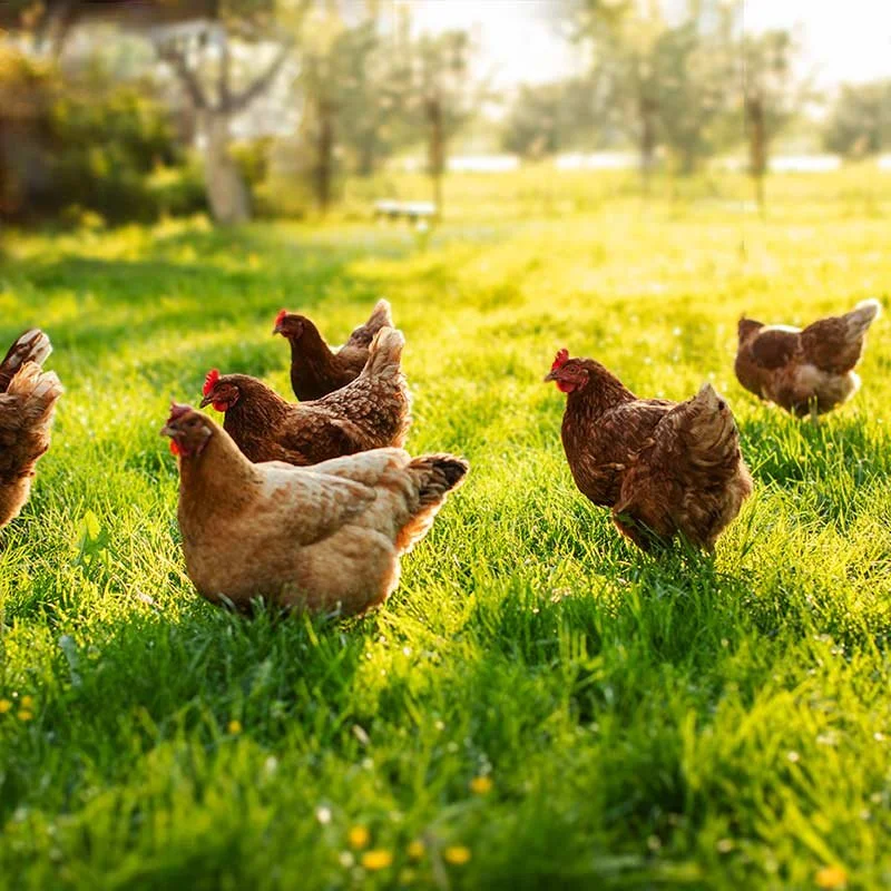 Group of chickens on green grass in sunlight, with trees and distant landscape in the background.