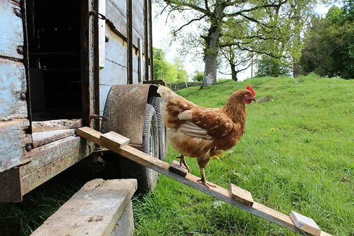 A hen walking up a makeshift ramp outside a rustic shed on a farm with green grass and trees in the background.