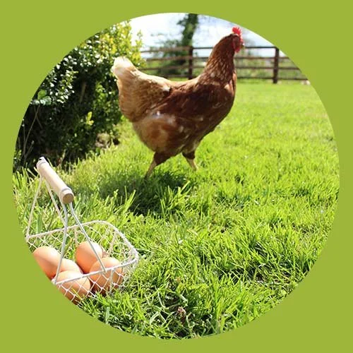 A brown hen standing in a grassy yard next to a white plastic basket filled with brown eggs. There is a wooden fence and trees in the background.