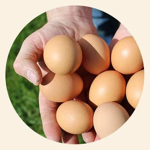A hand holding several brown eggs outdoors on a grassy surface.
